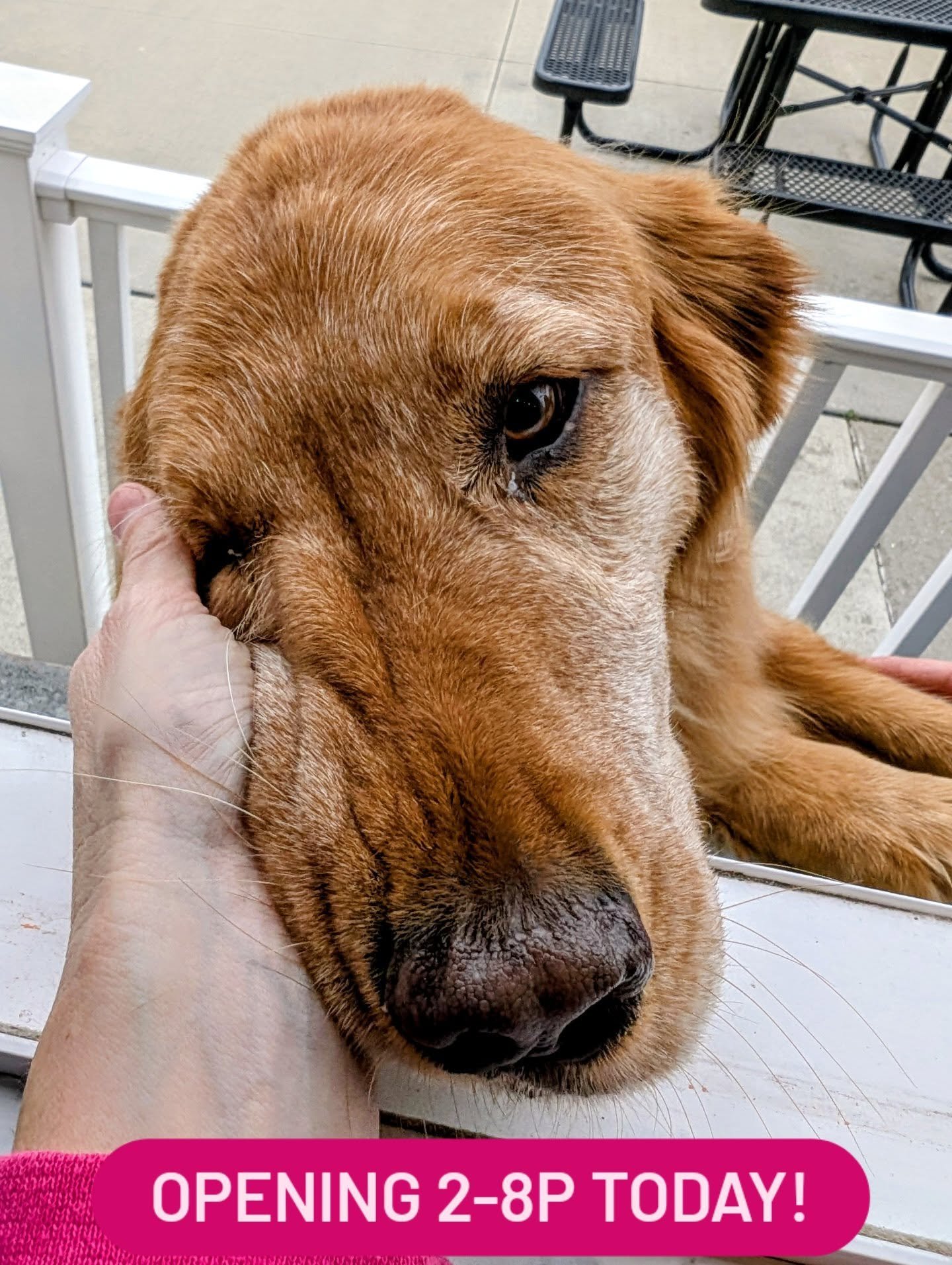 No need for puppy dog eyes today ...opening from 2-8P on this pretty Wednesday!!

See y'all later!!
AND excited to see some of the applications I sent out coming back to me...😁😁.