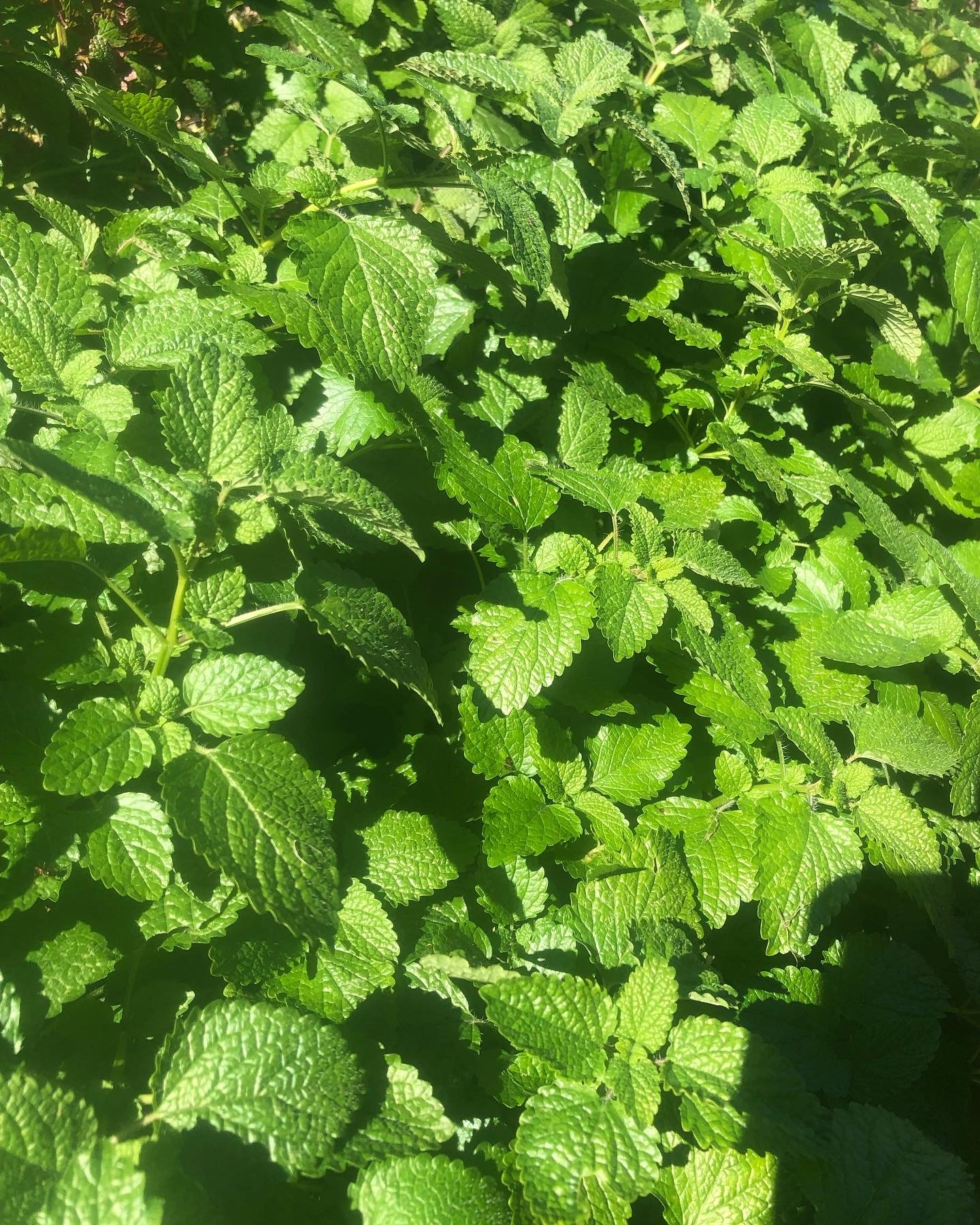 Lemon Balm Melissa officinalis 2025