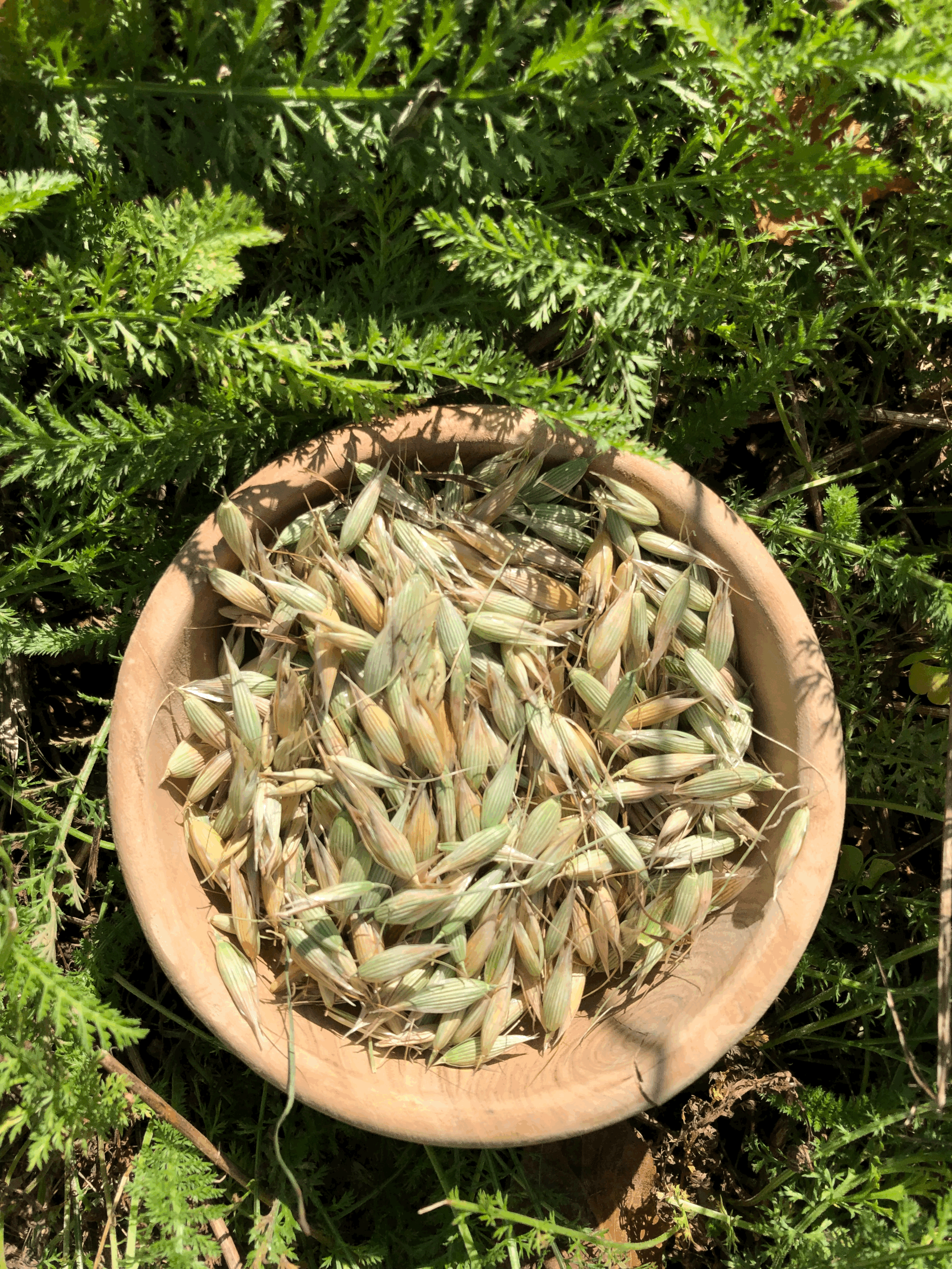 2025 Milky Oats Avena sativa