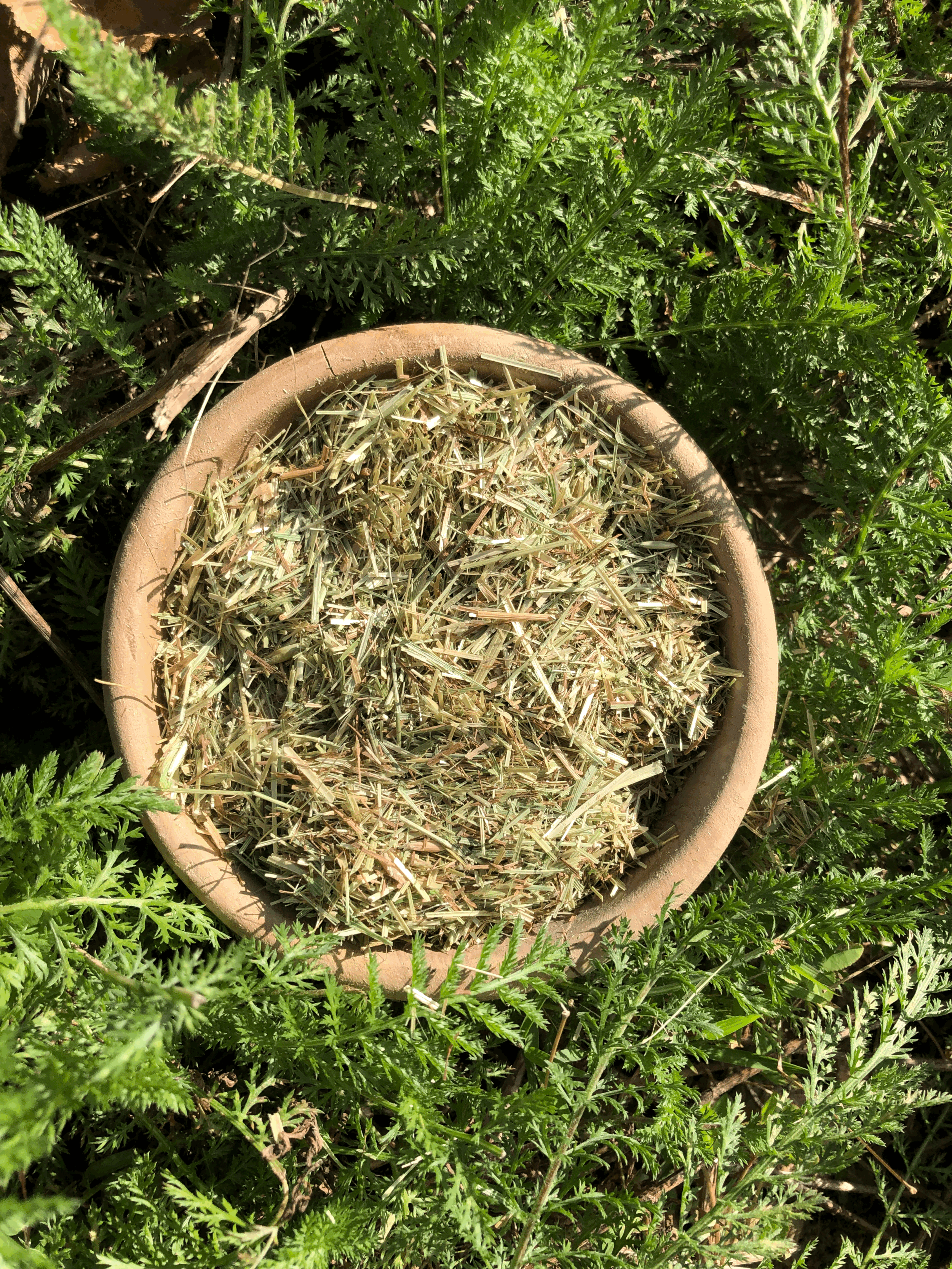 2023 Oat Straw Avena sativa