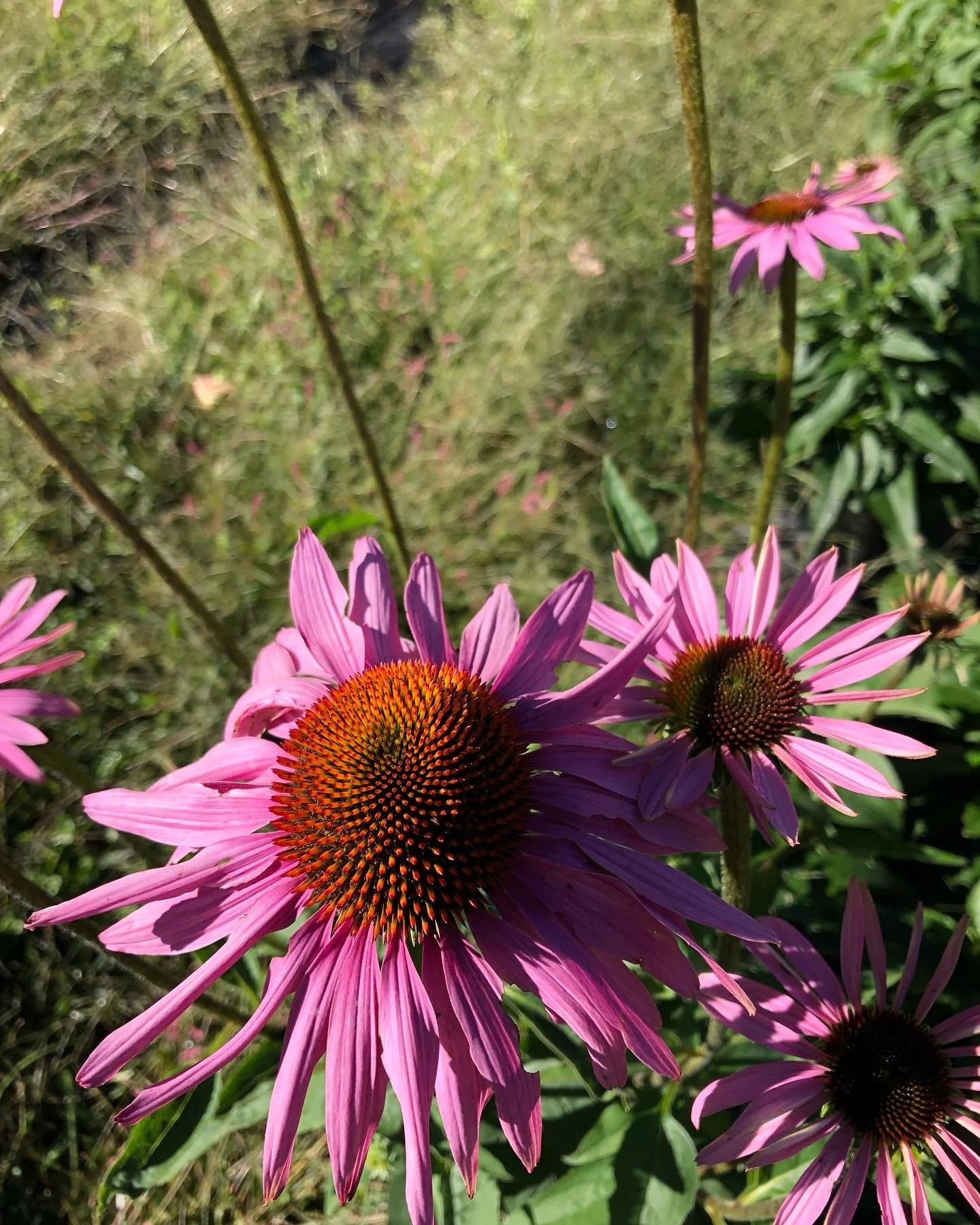 2024 Echinacea Purpurea Root