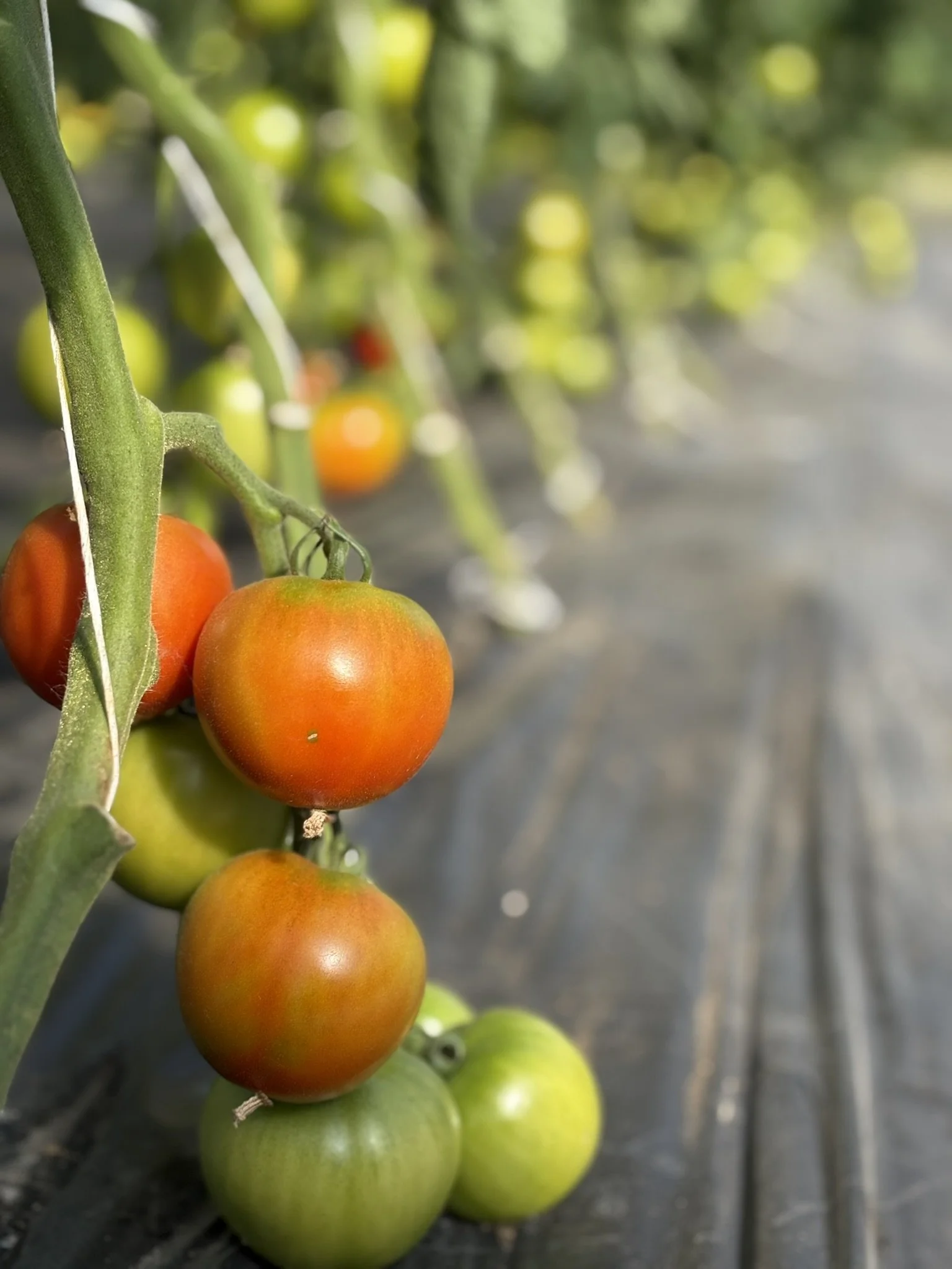 tomatoes on the vine in the hoop house