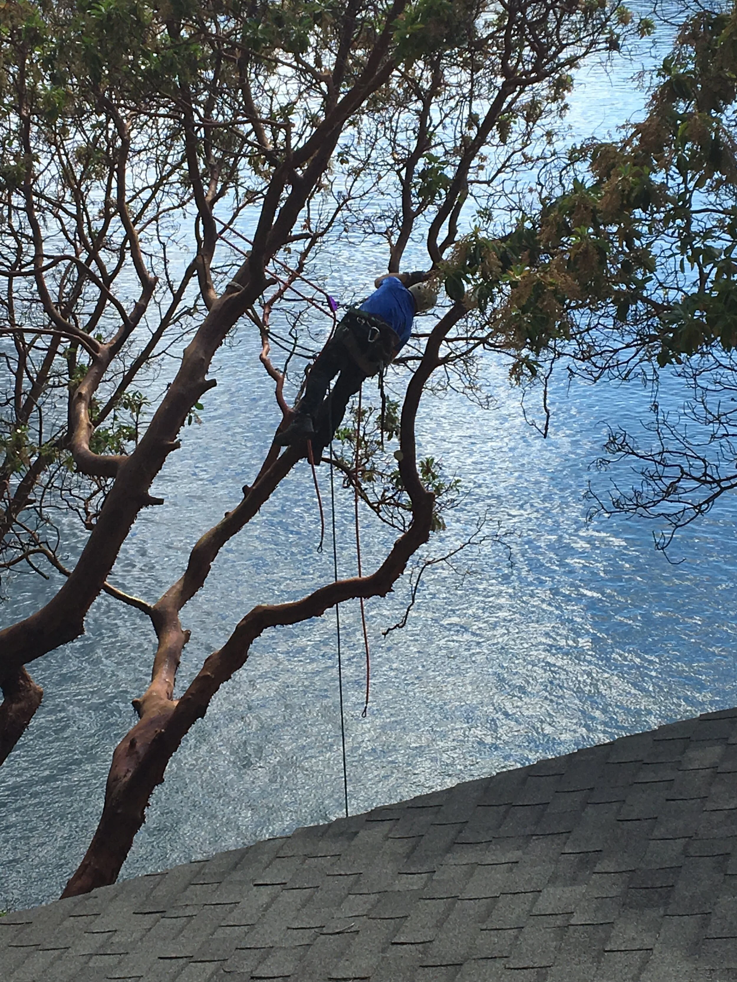Tree Removal