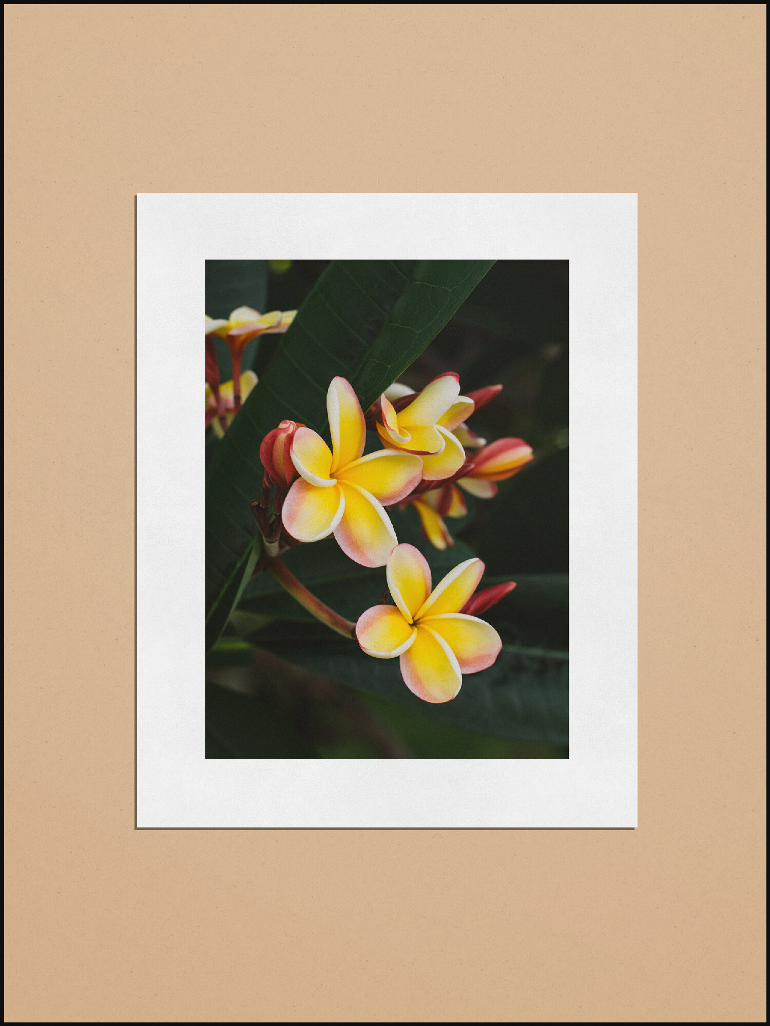 Nebel's Rainbow Plumeria Print