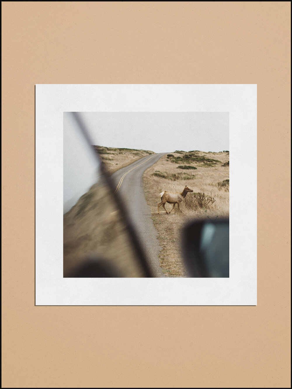 Point Reyes Tule Elk Print