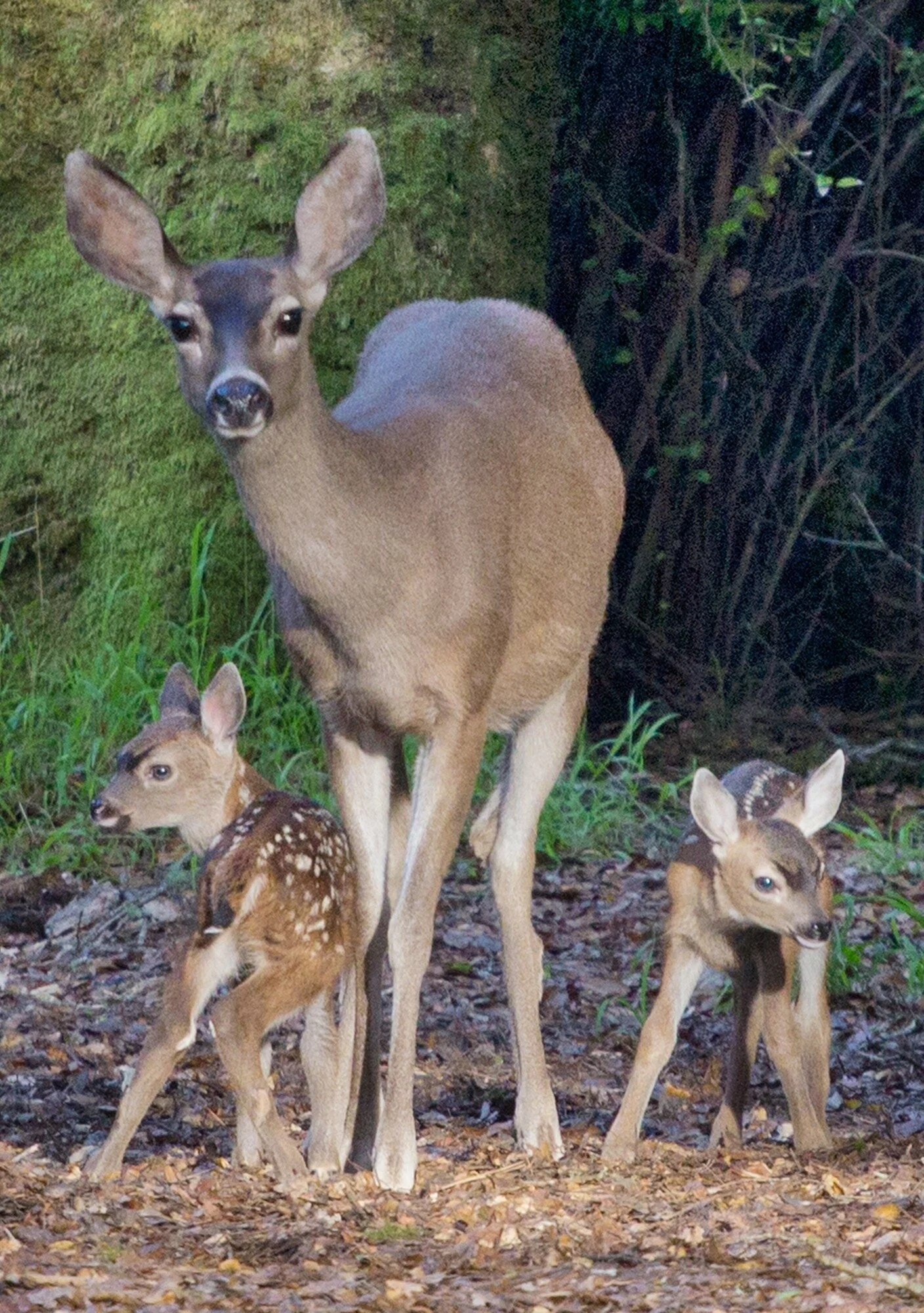 Deer Family 4.75 x 6.75.jpeg