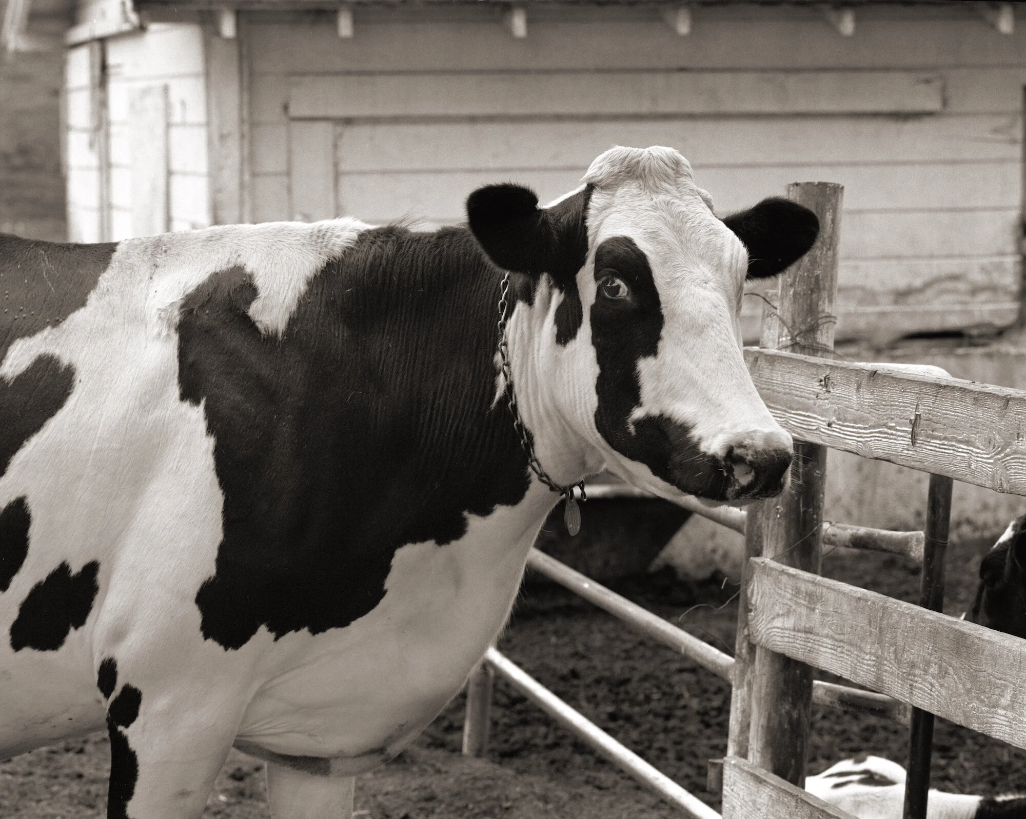 Cow Looking, Kehoe.sepia.jpeg