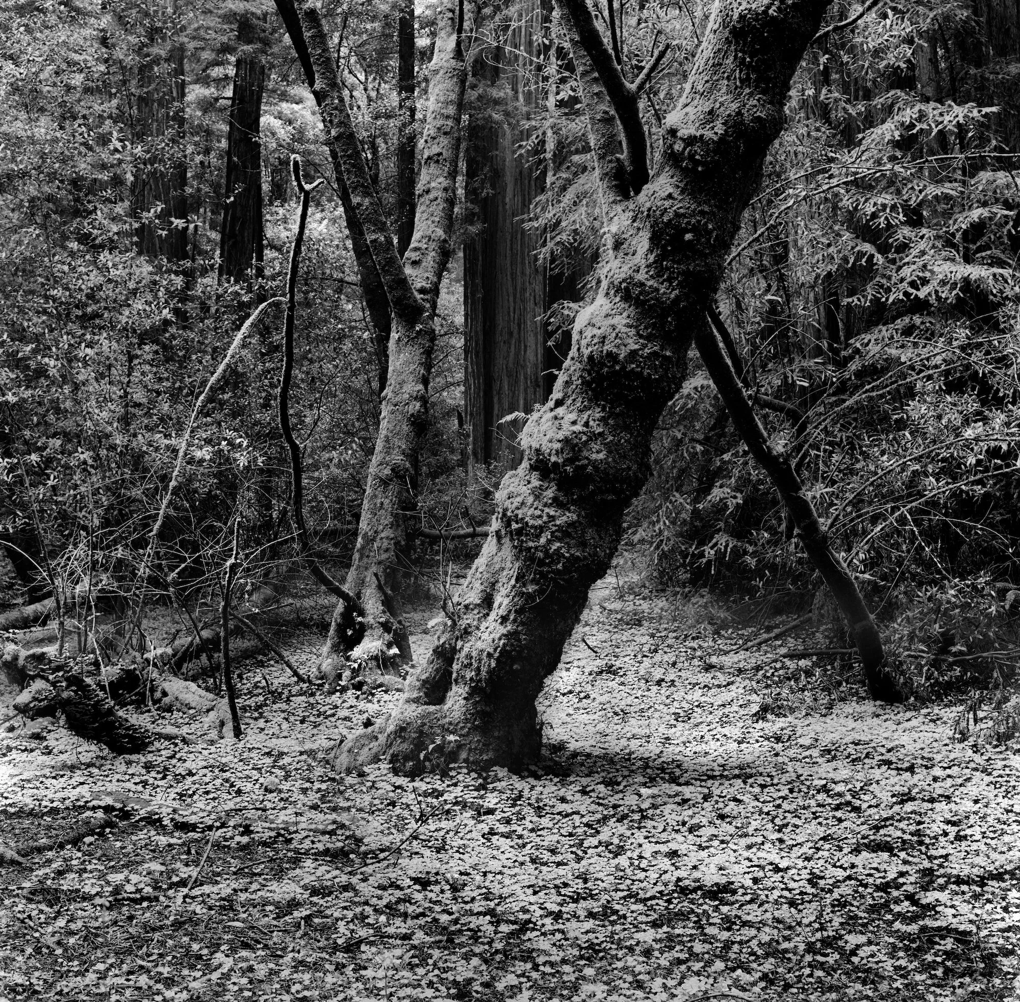 Truck and Clover, Muir Woodscc.jpeg