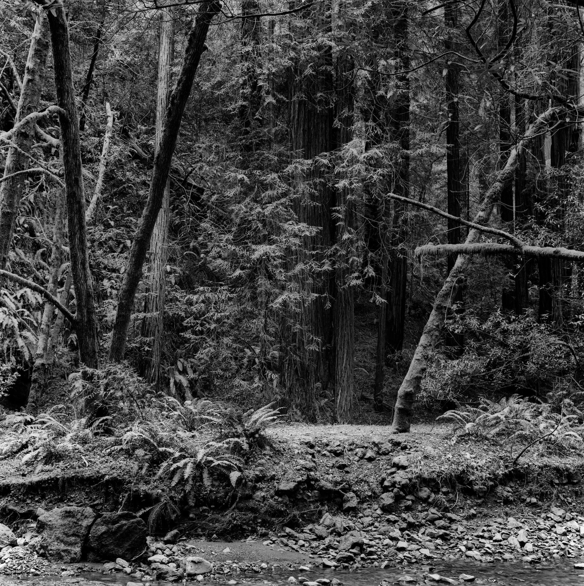 Muir Woods Stream Bankcc.jpeg