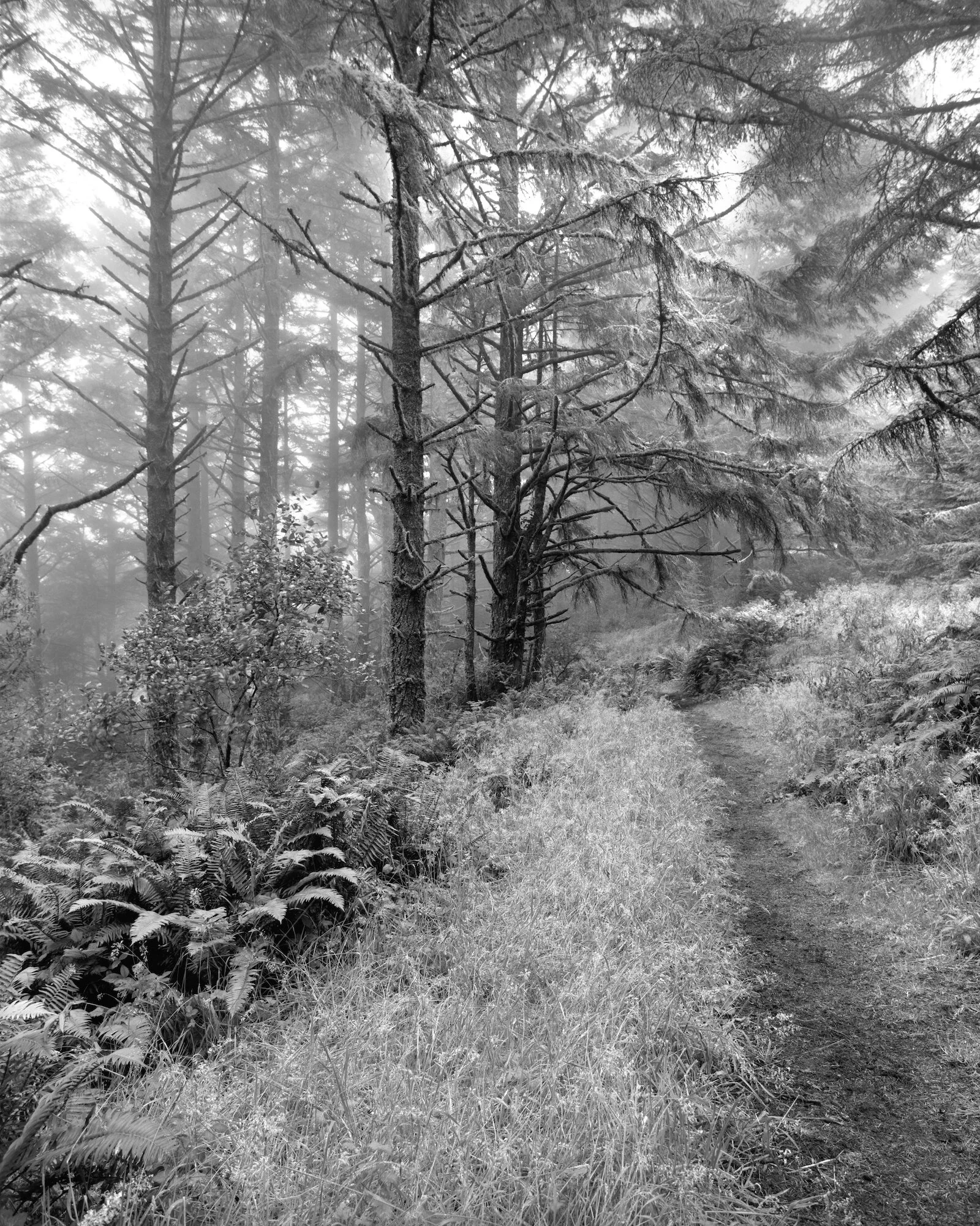 Fire Road Trail.cc.jpeg