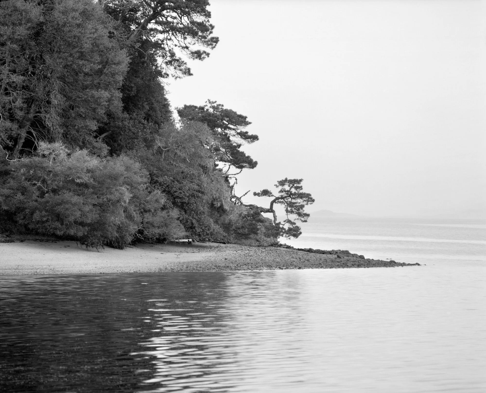 Bishop Pine Bonzai2234-7.ccc.jpeg