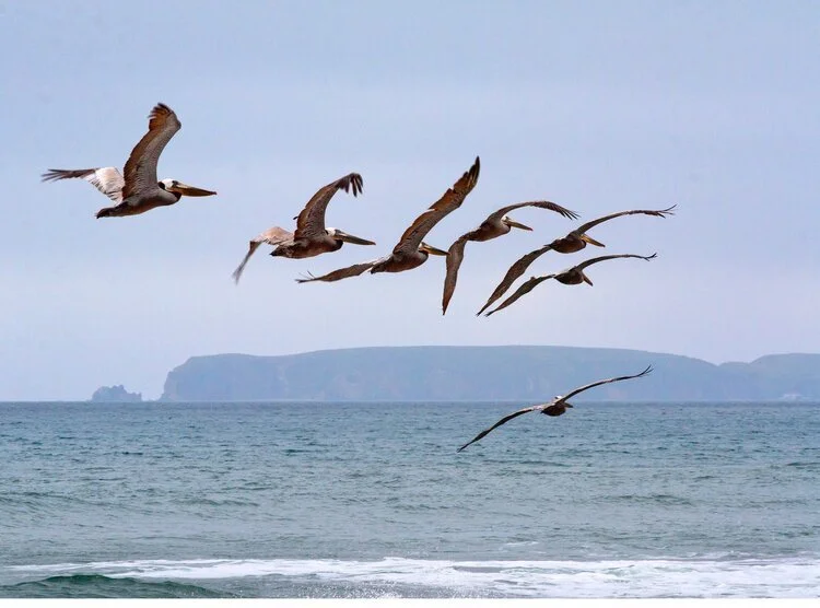 Pelicans+and+Chimney+Rock.cc.jpeg