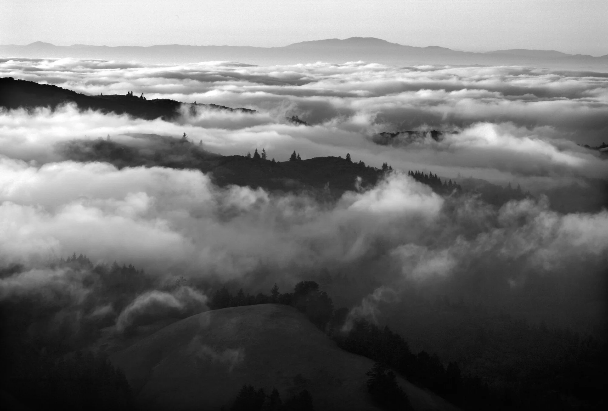 Fog and Treescc.jpeg