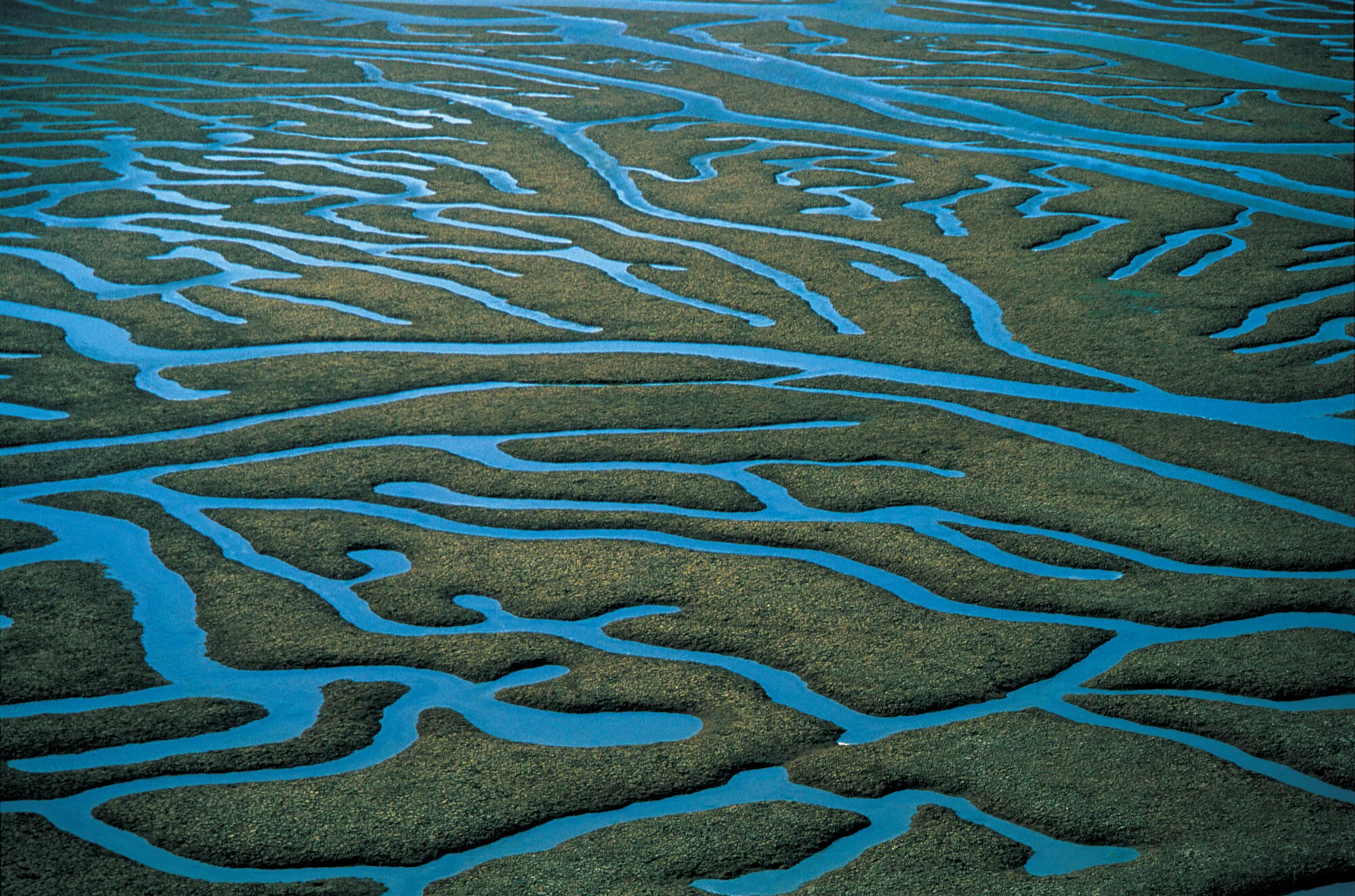 Marin-Patterns in Esterofixedcc.jpeg