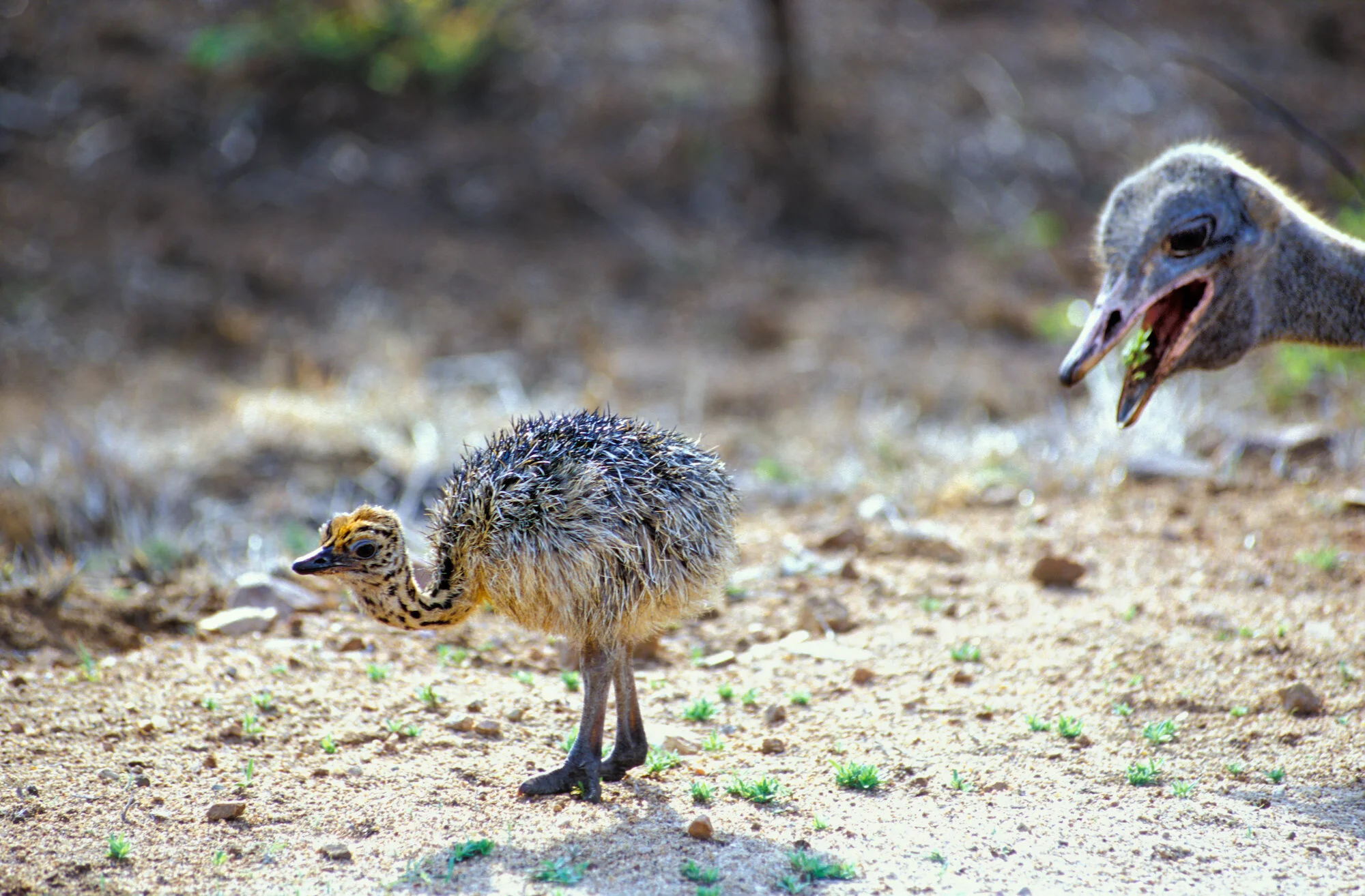 Baby ostrich and father, Kruger National Park.jpeg
