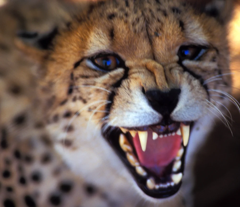 Baby Cheetah Teeth