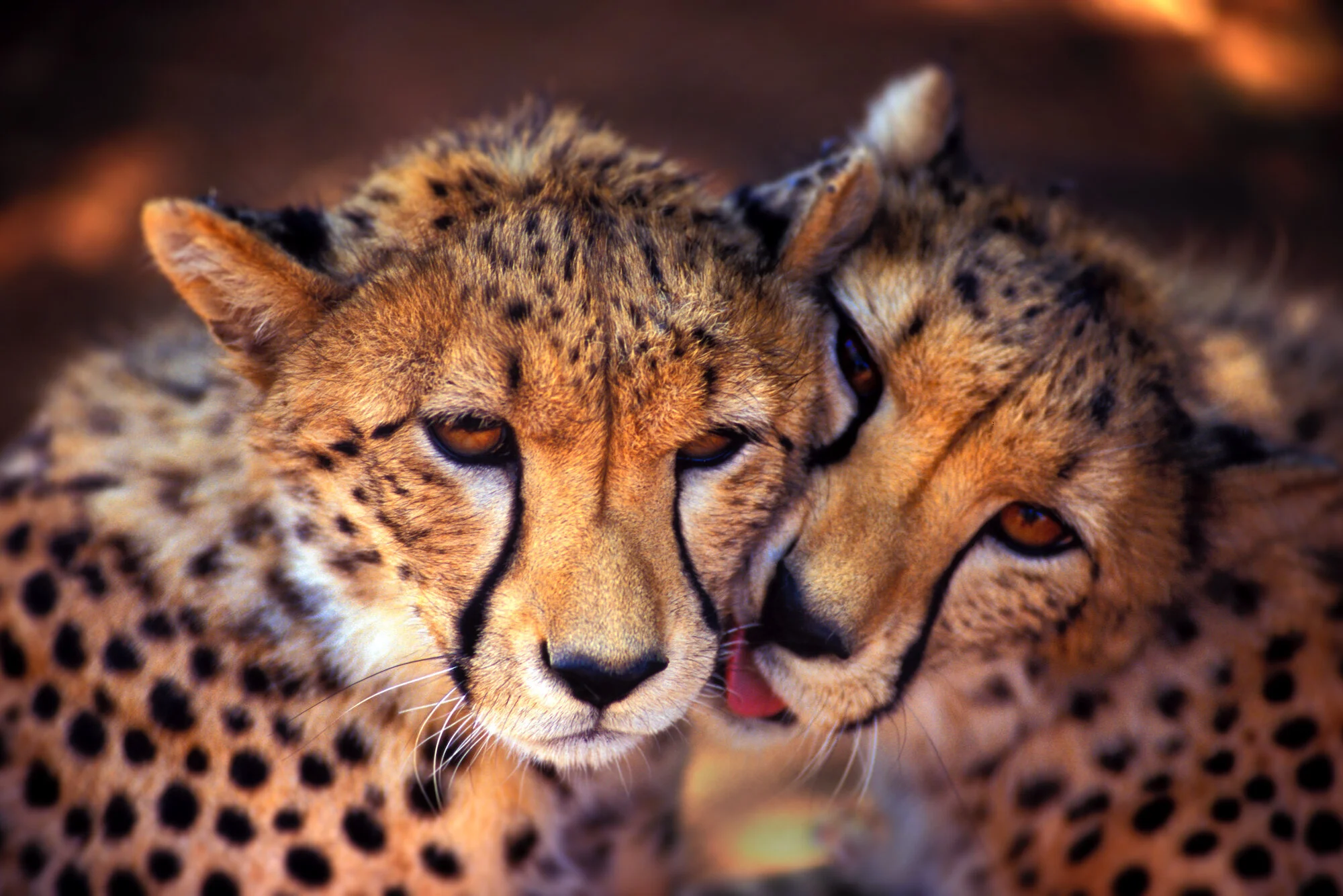 Cheetah Cubs, South Africa.jpeg