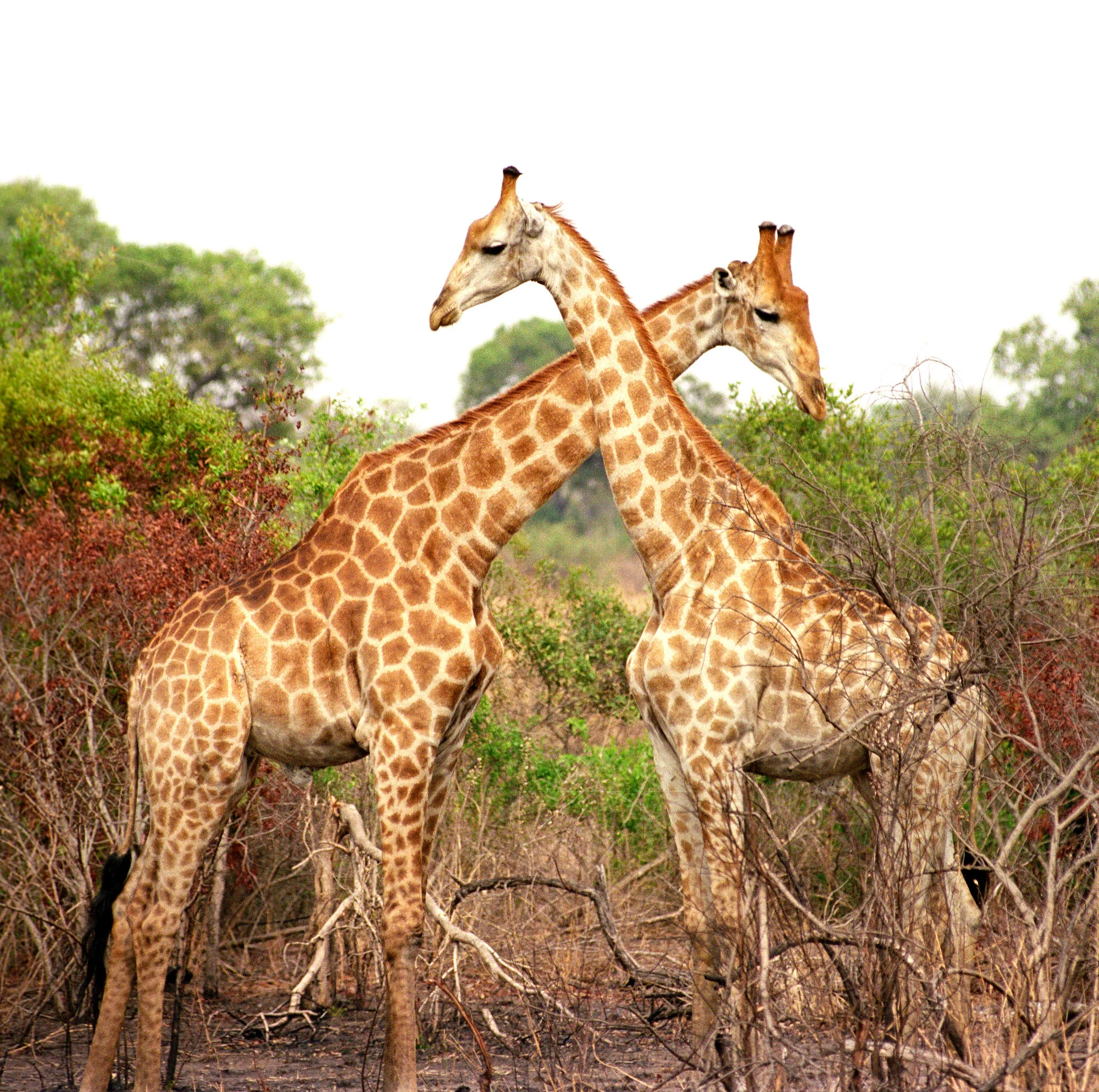 Crossed Gariffes, Kruger National Park.jpeg