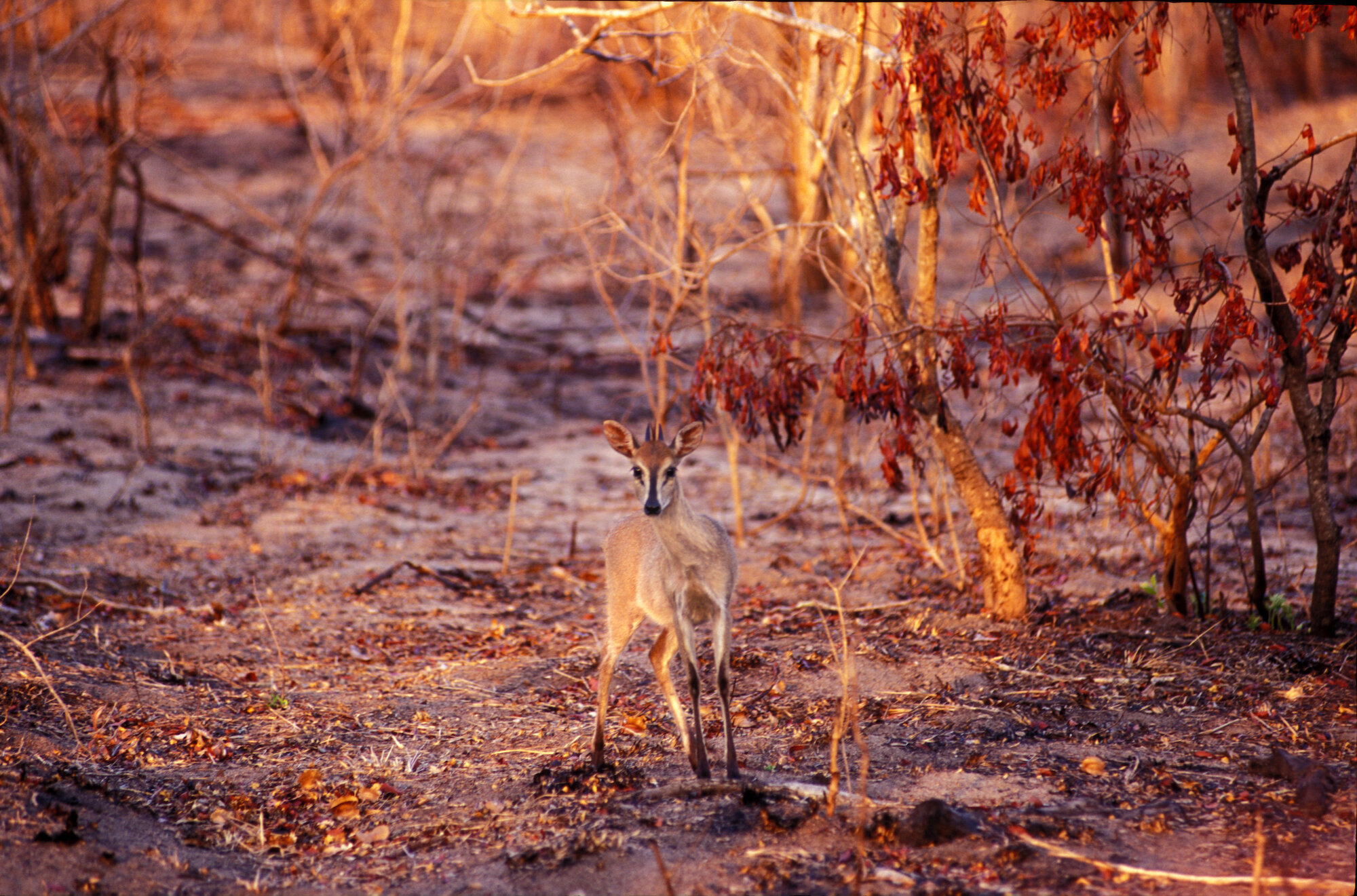 Duiker in burnt brush, Kruger National Park.jpeg