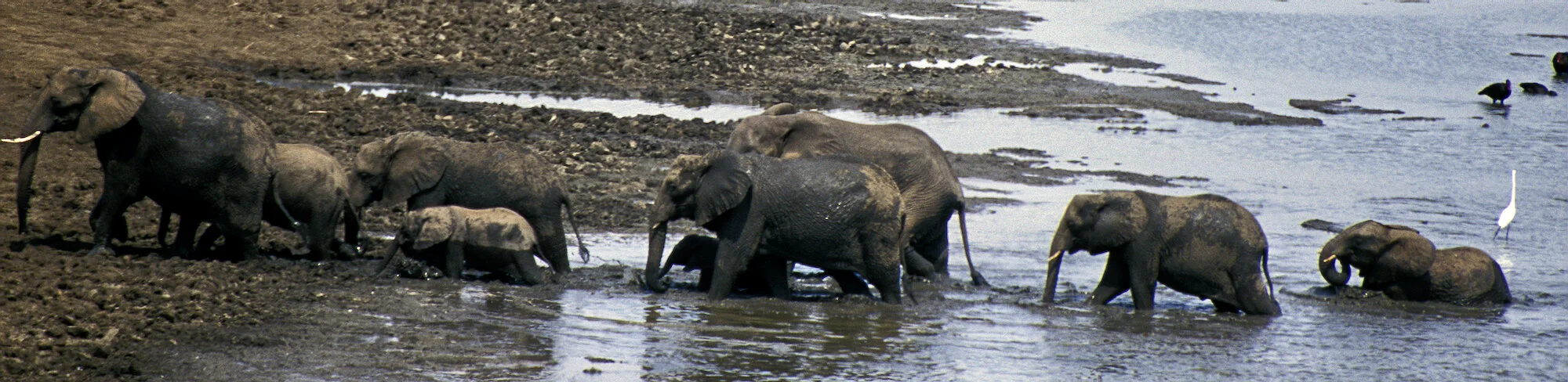Elephant Line, Umfolozi Game Reserve (1).jpeg