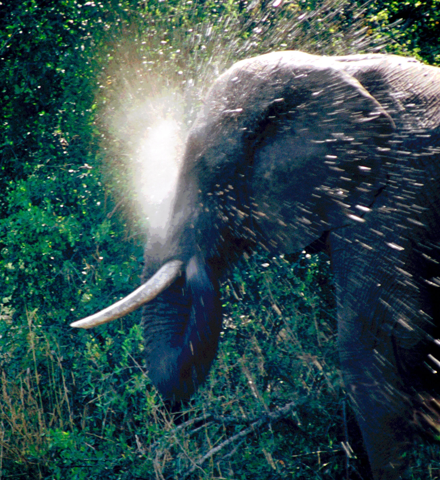Elephant Washing, Kruger National Park.jpeg