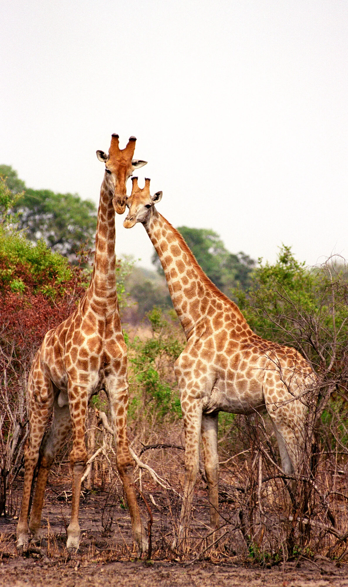 Giraffes, Kruger National Park.jpeg