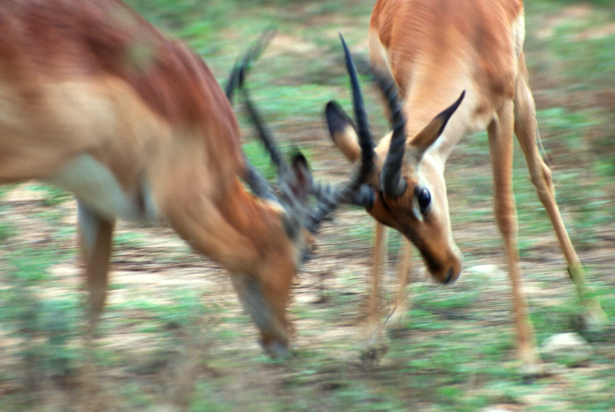 Impala sparring, Umfolozi Game Reserve.jpeg