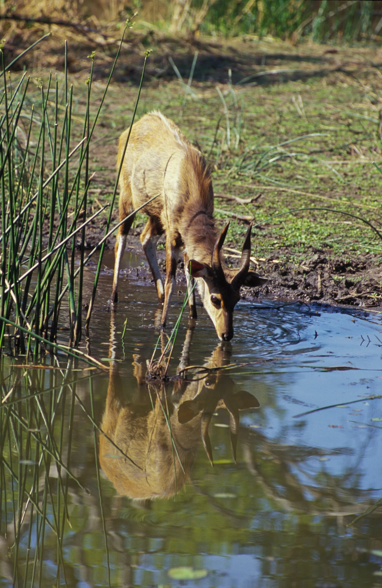 Impala with Reflection, Kruger National Park.jpeg