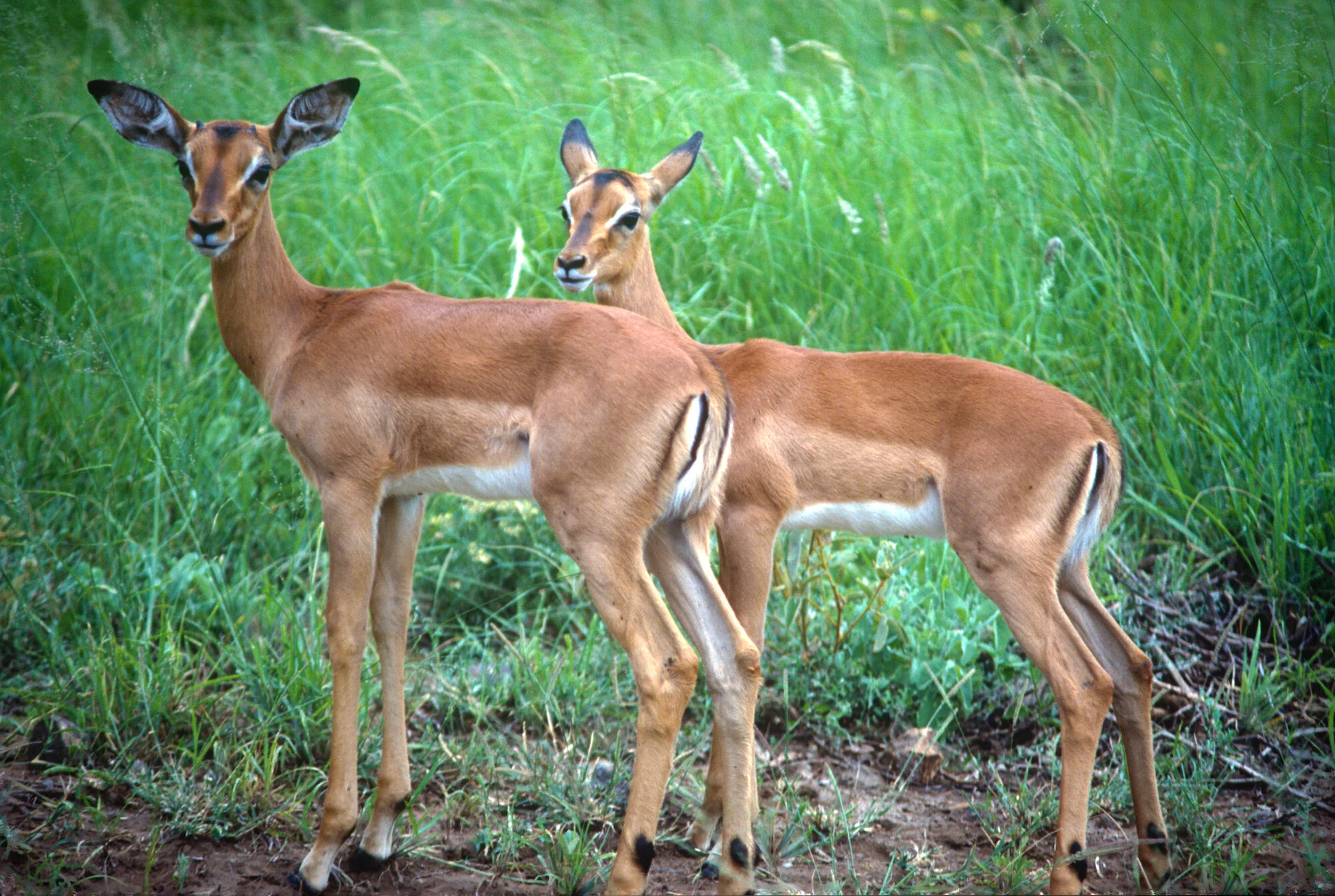 Impalas Umfolozi Game Reserve.jpeg