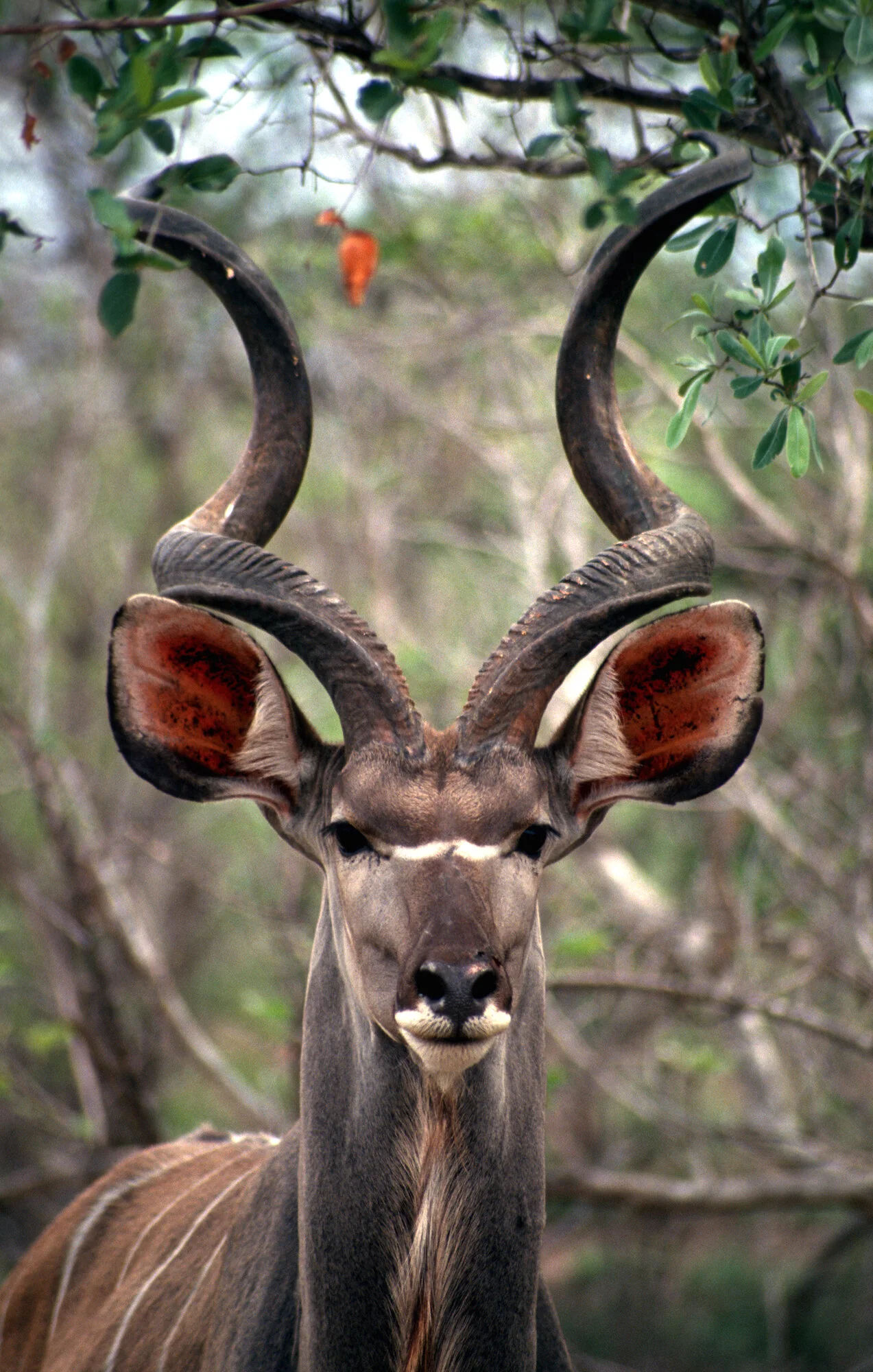 Kudu portrait.jpeg