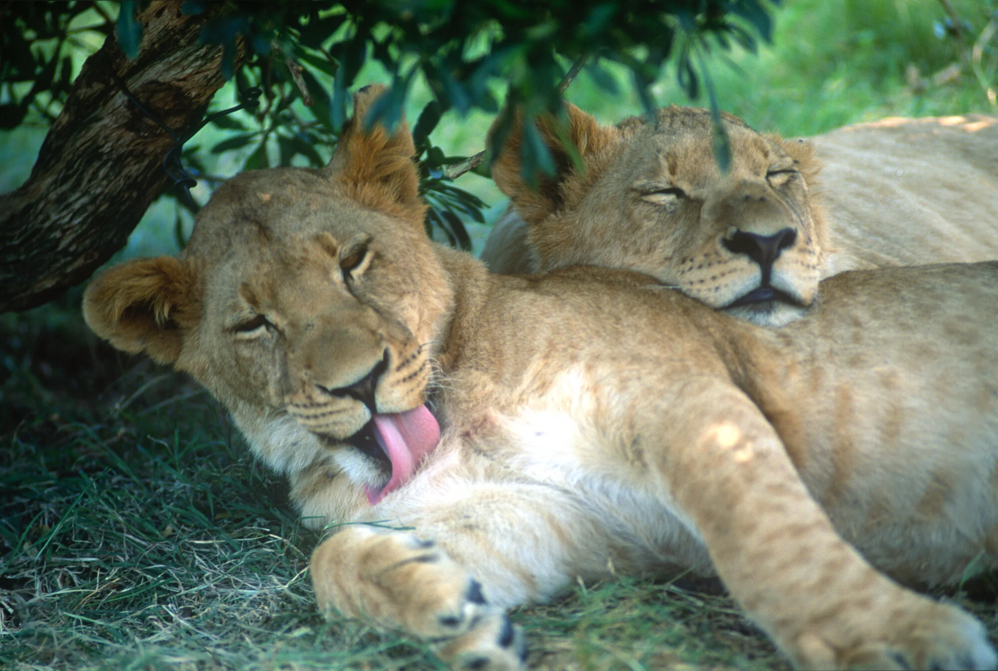 Lioness and Cub.jpeg