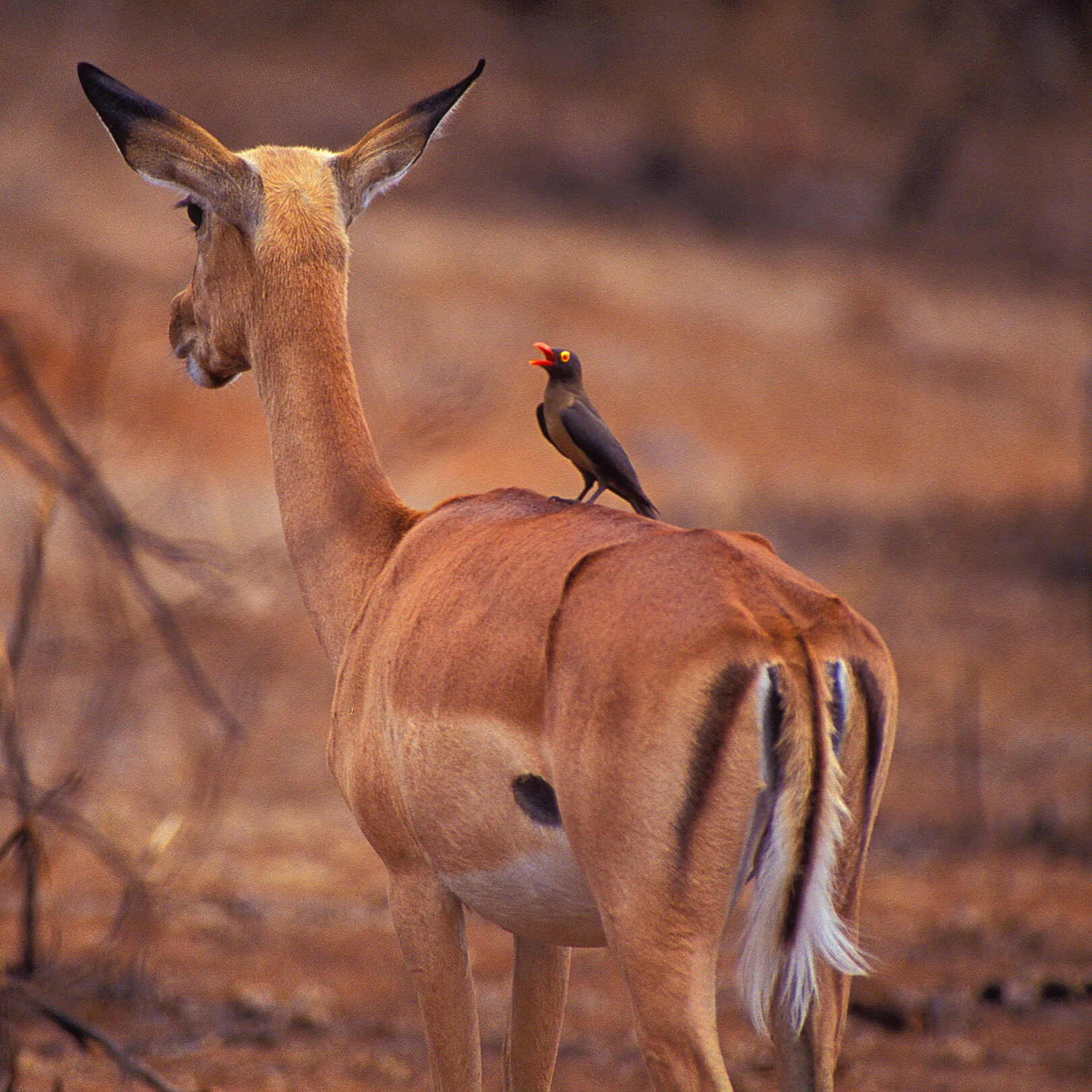 Red-billed Oxpecker and impala, Kruger National Park.jpeg