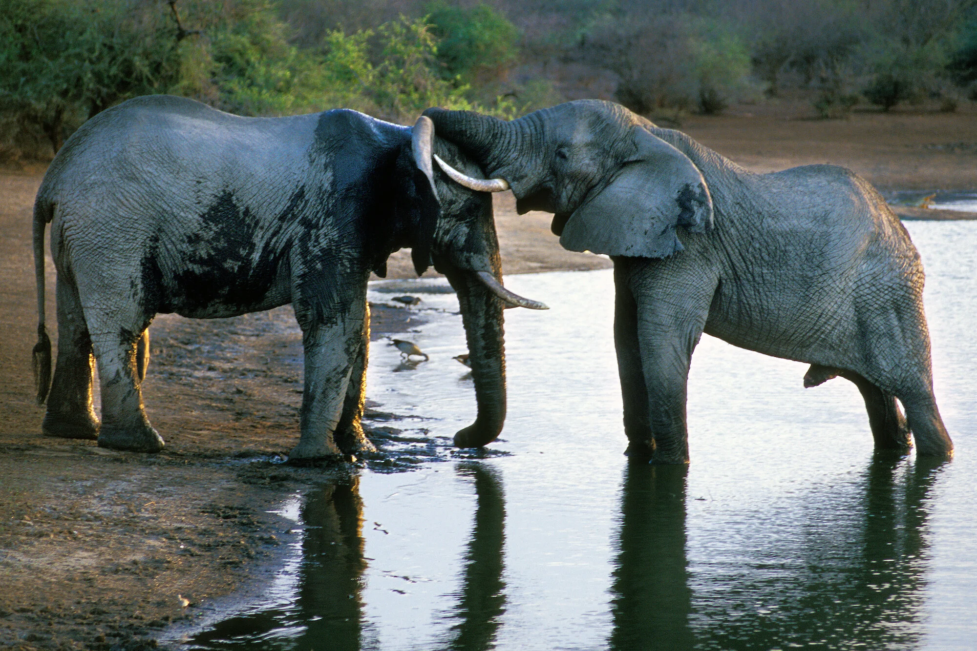 Two Elephants at Water Hole, Kruger National Park.jpeg