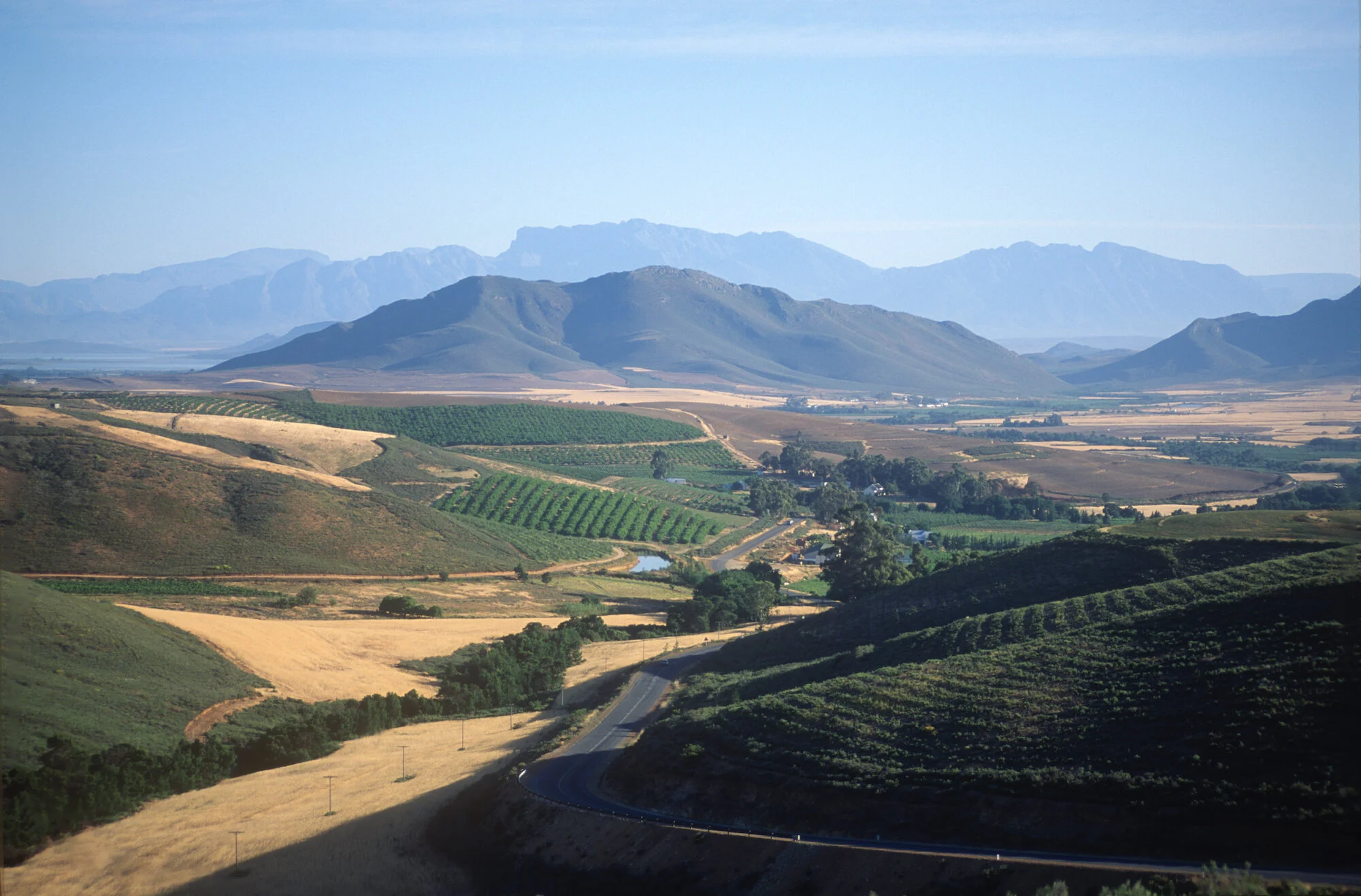 Vineyards, Western Cape, South Africa.jpeg