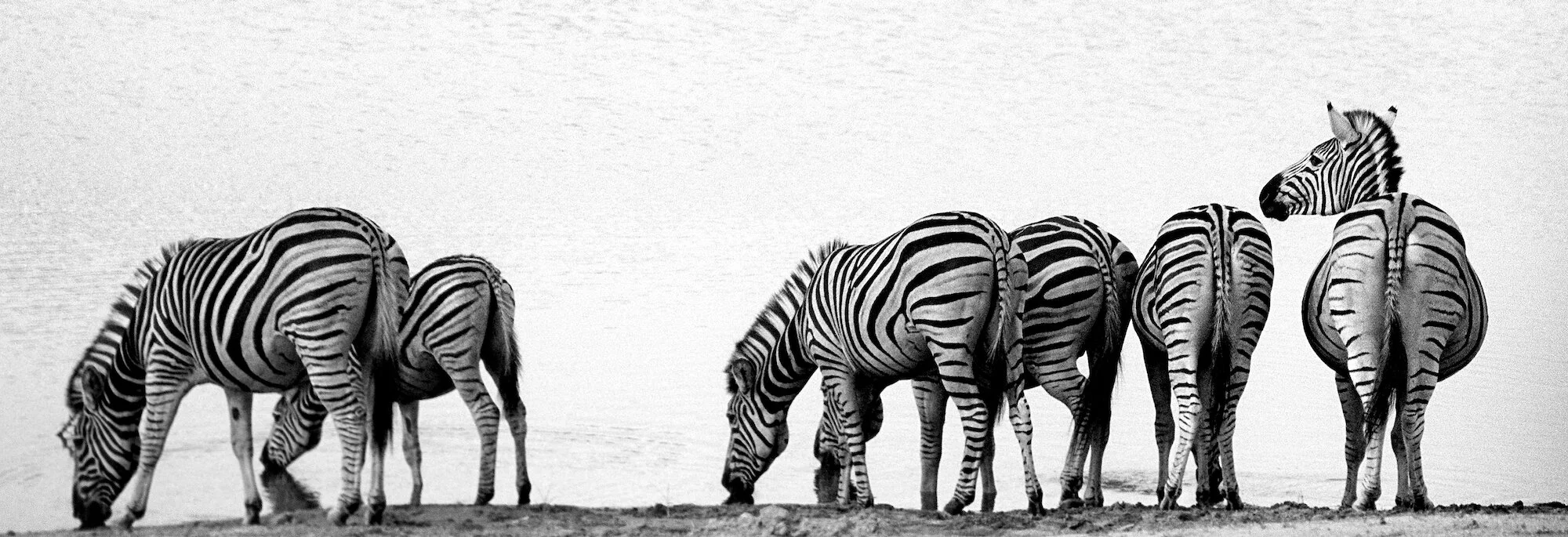 Zebra Group Drinking, Kruger National Park.jpeg
