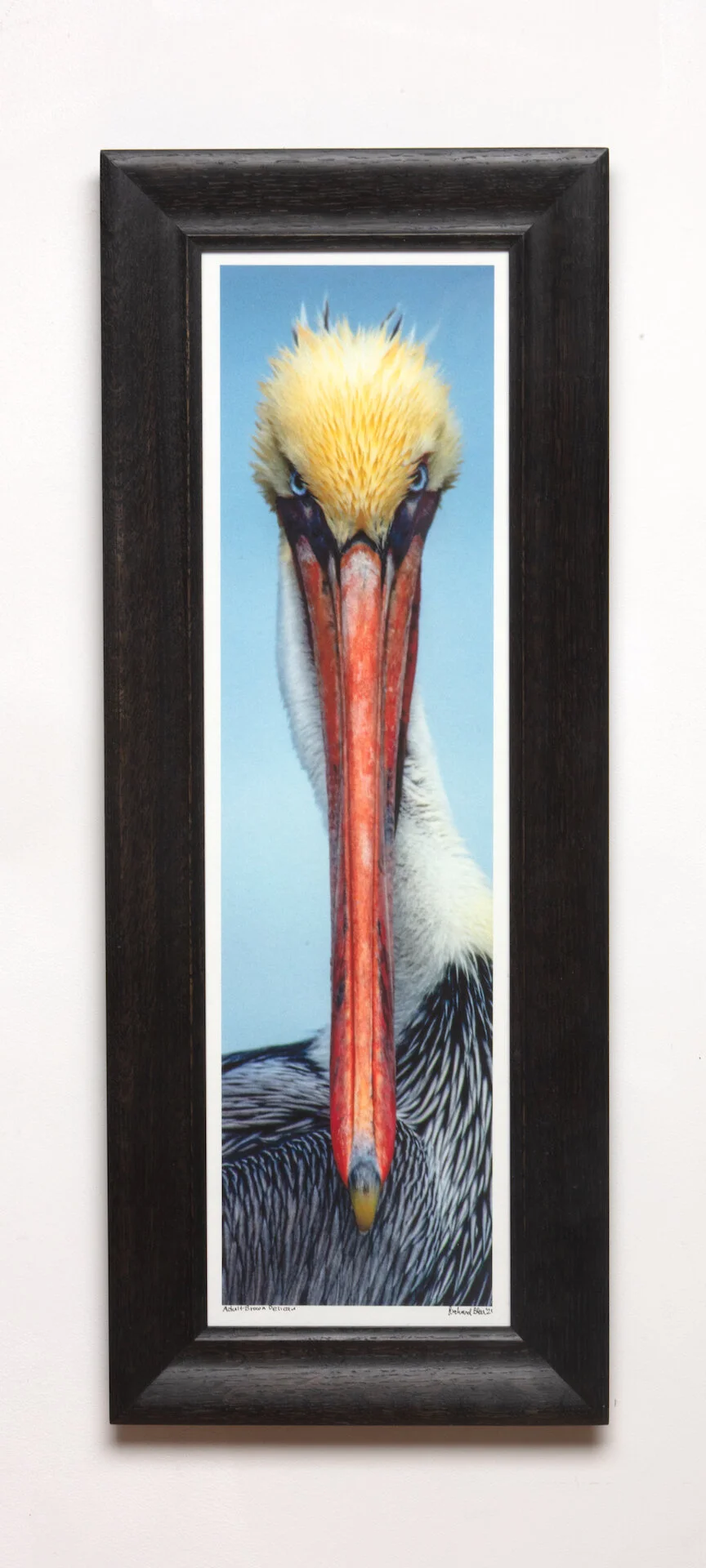 Adult Brown Pelecan in Breeding Plumage.jpeg