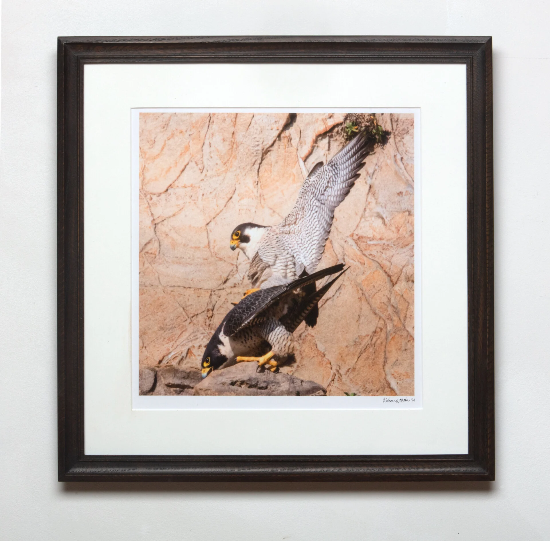 Peregrine+Falcons+Mating,+Kehoe+Beach.jpeg