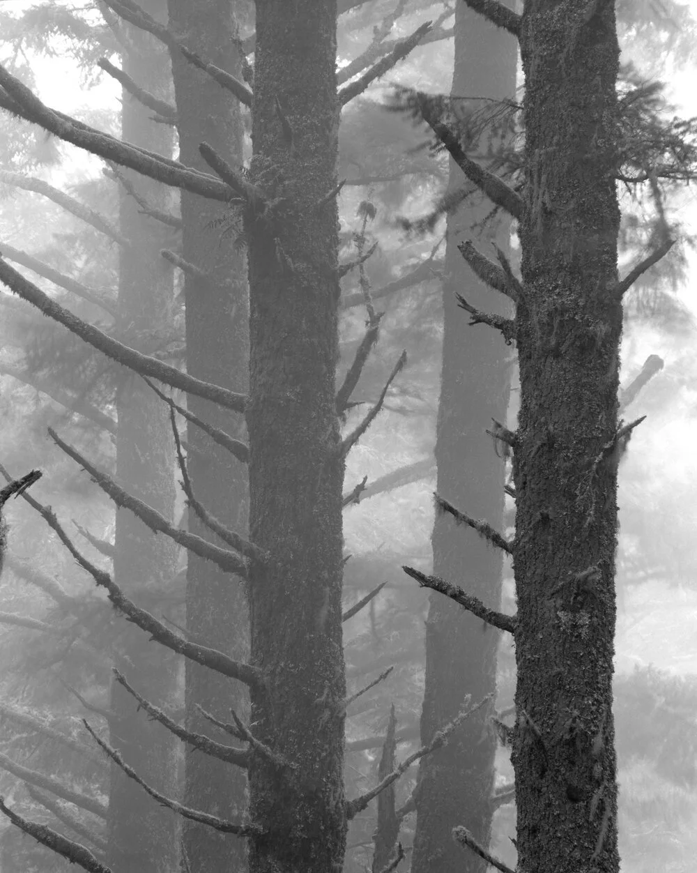 Trees+in+fog,+Inverness+Ridge.clean.jpeg