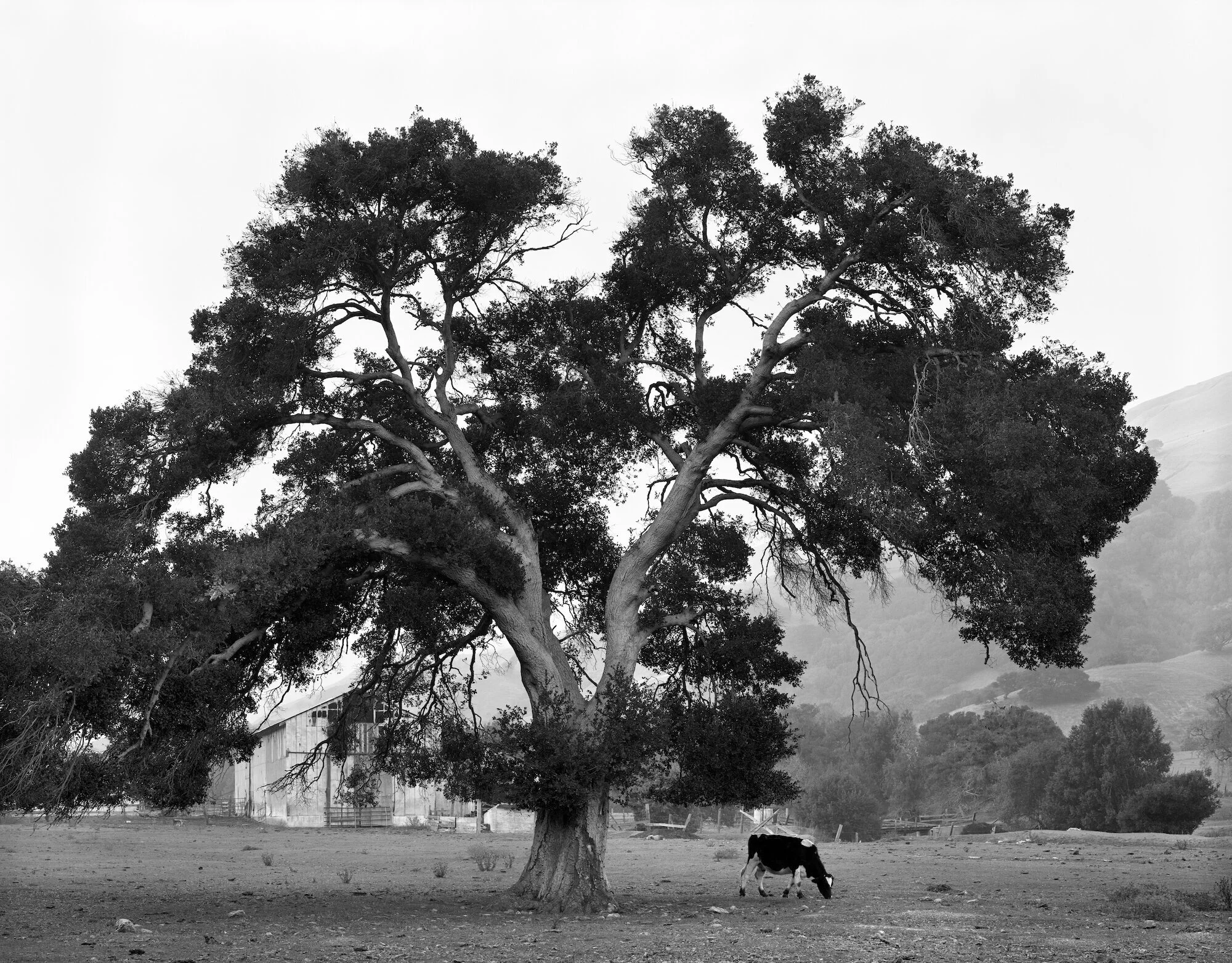 Cow+and+Oak.864-17.cc.jpeg