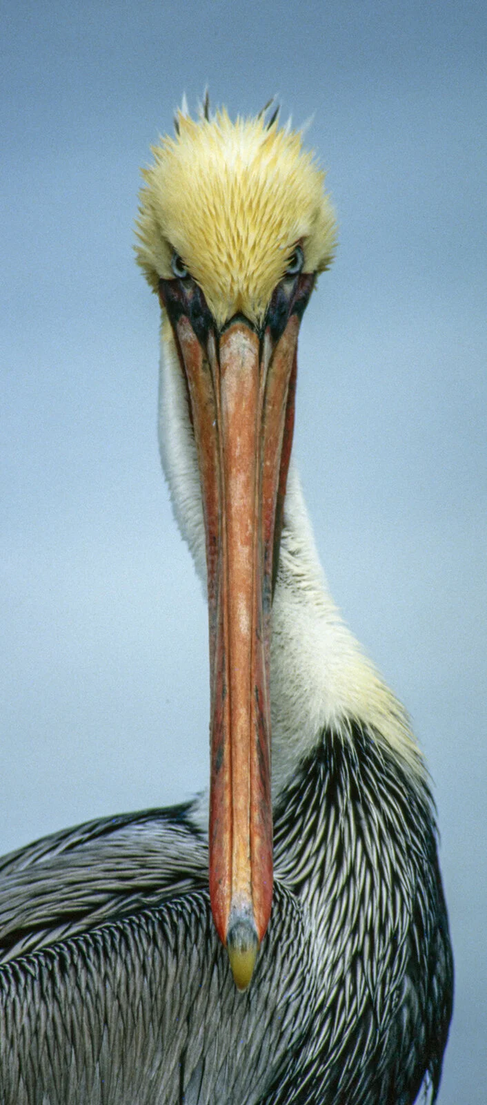 Adult Brown Pelican for web.jpg