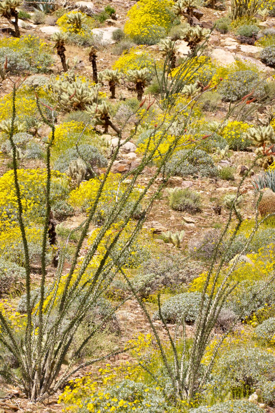 Ocotillo and Cholla on the hillside