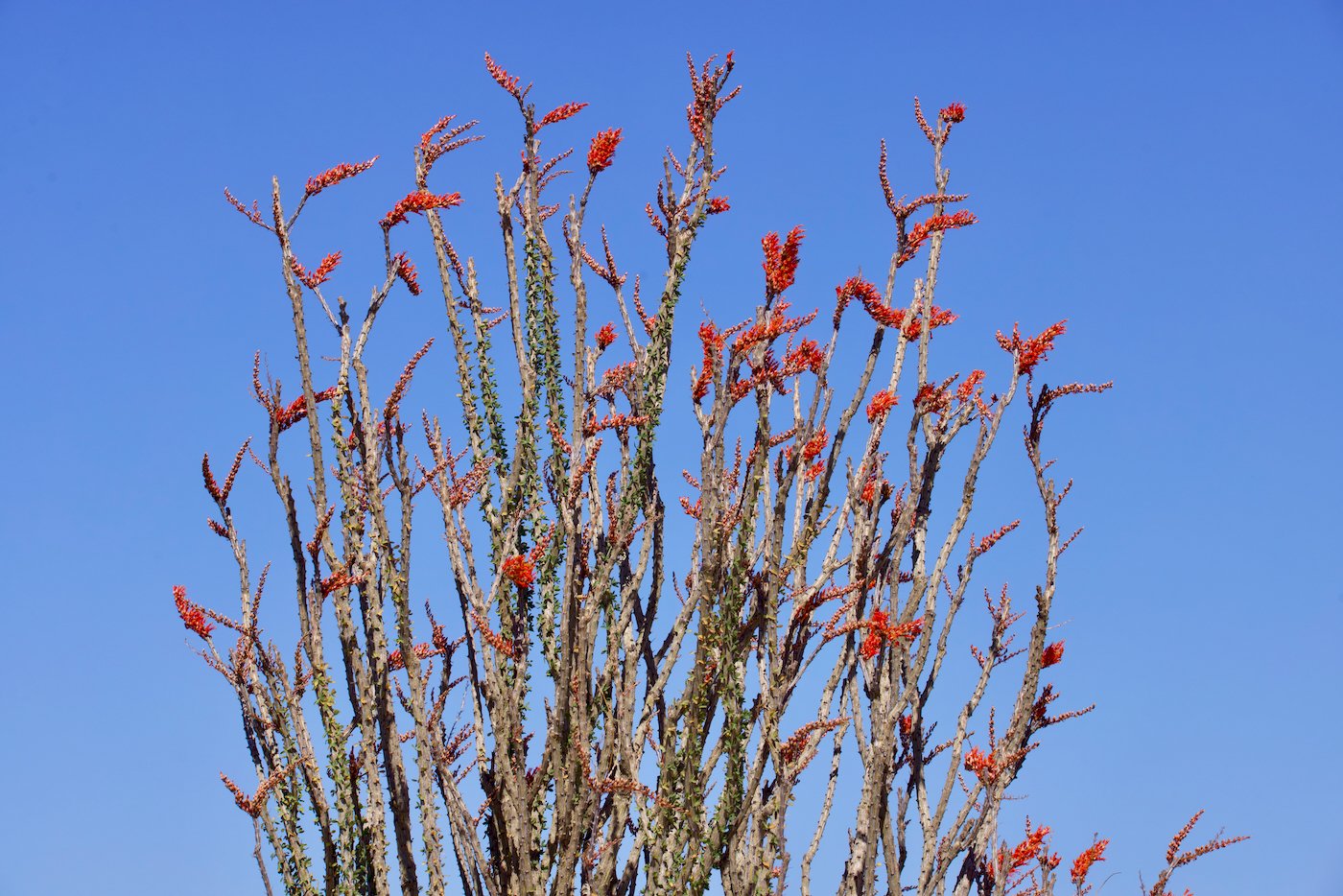 Flowering Ocotillo