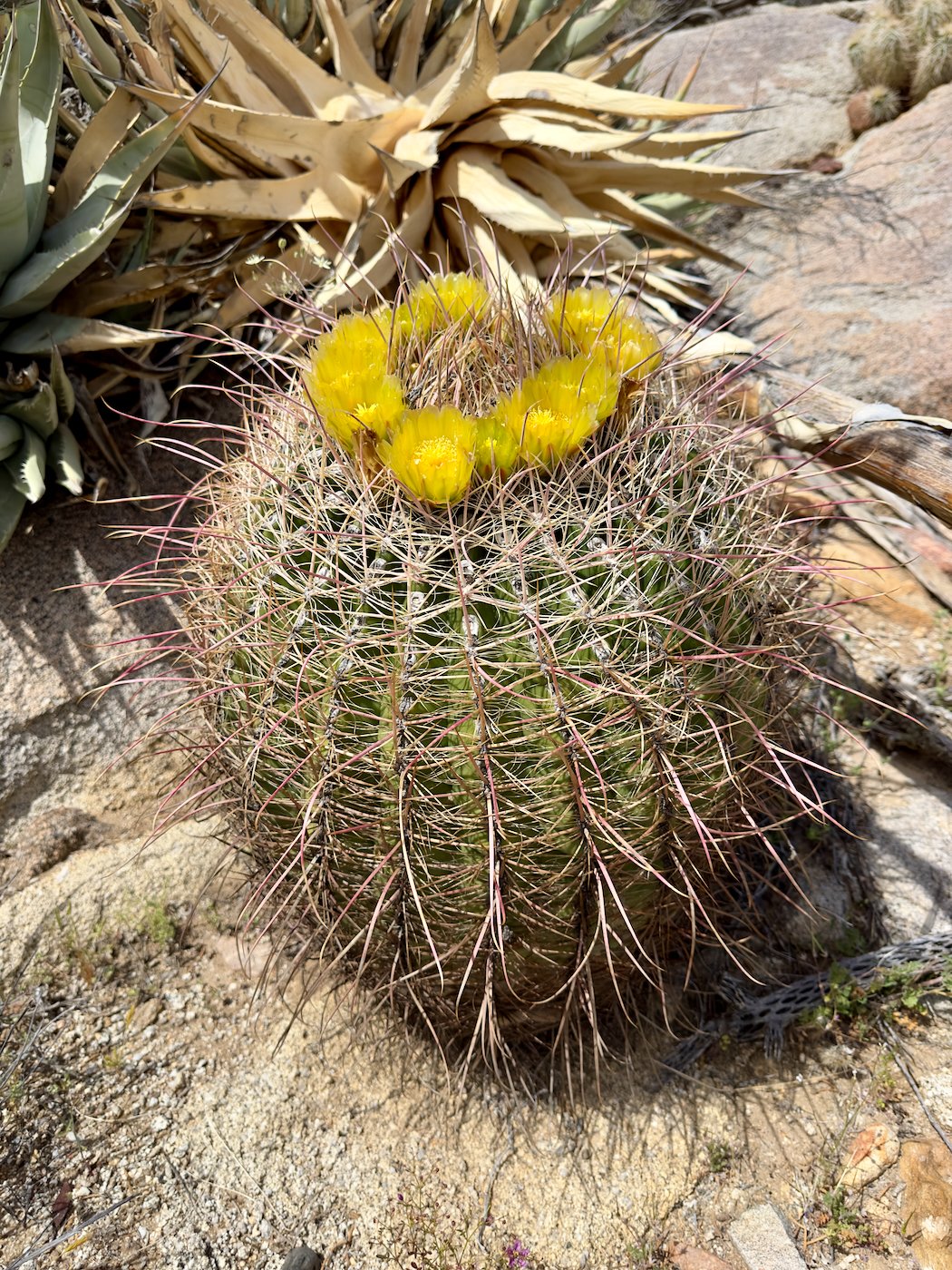 Fishhook Barrel with flower