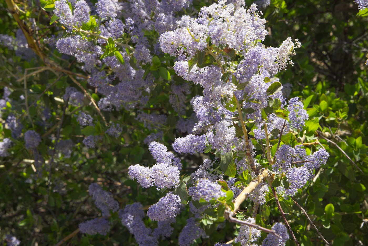 Ceanothus blossoms - scent of honey in the warm air.