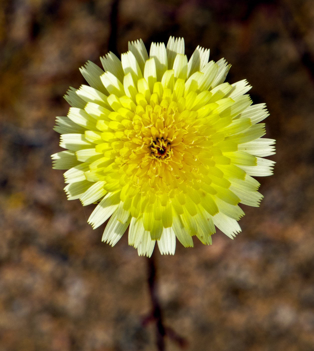 Dessert Dandelion