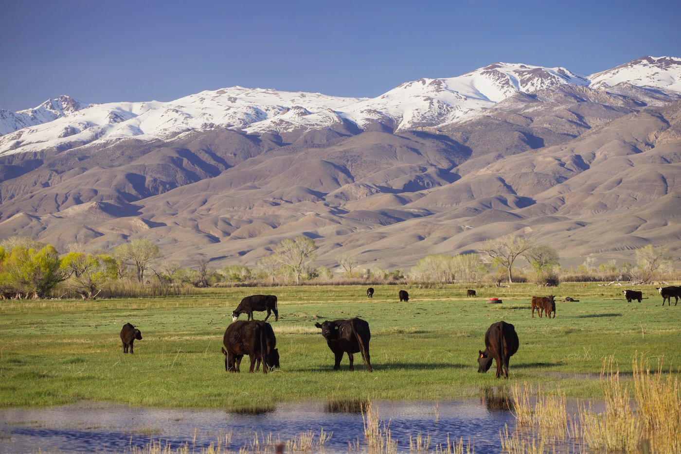 Cattle grazing with the White Mountains range.
