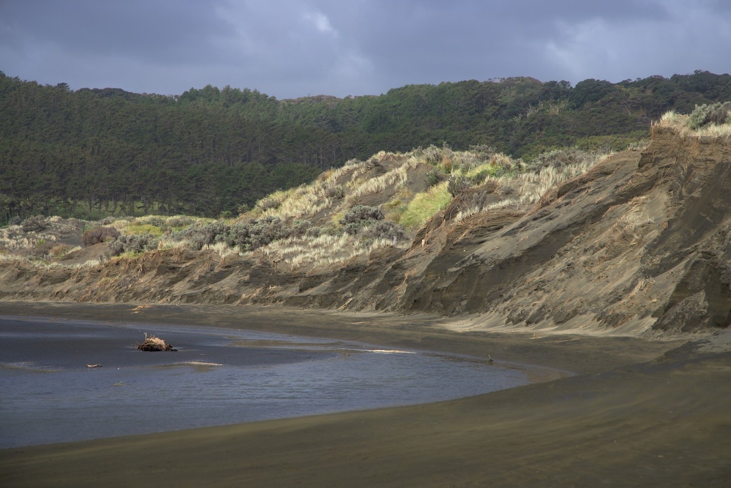 Grasses and Hills by Bethells Beach