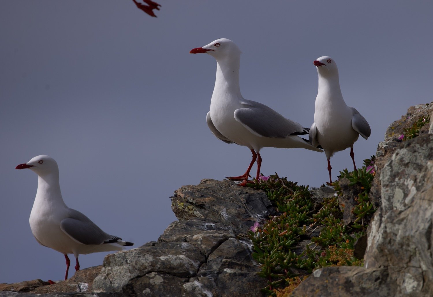 Gannets