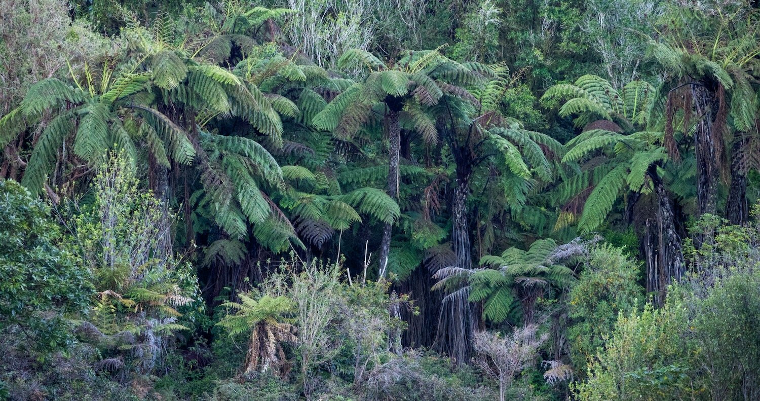 Tree Fern Grove