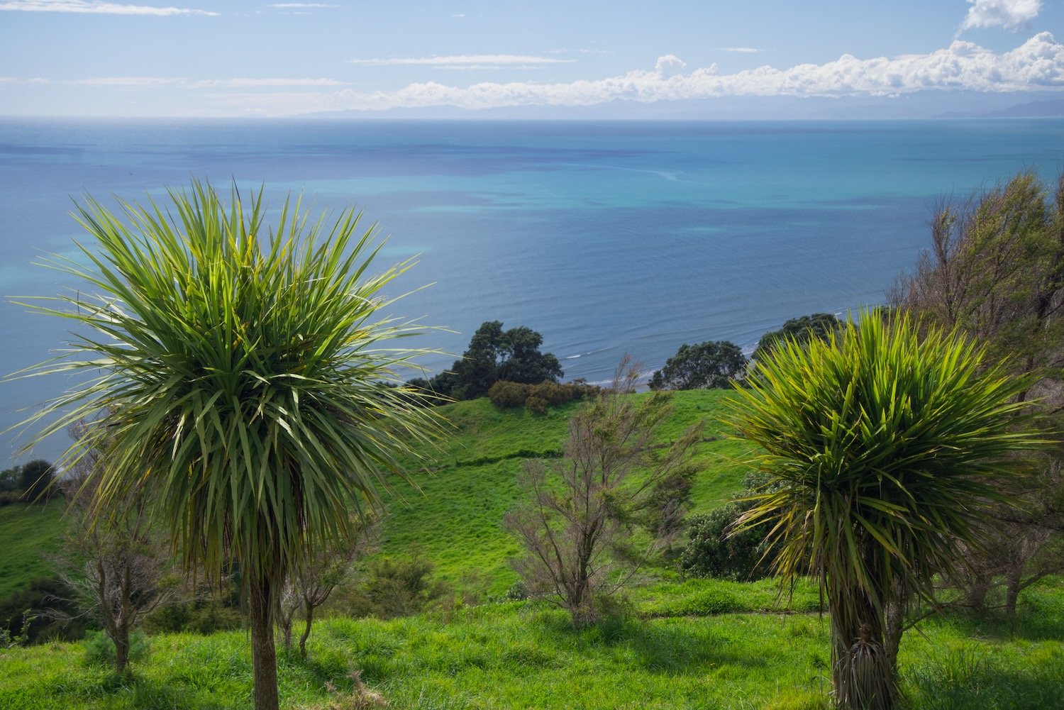 Cabbage Trees and ocean
